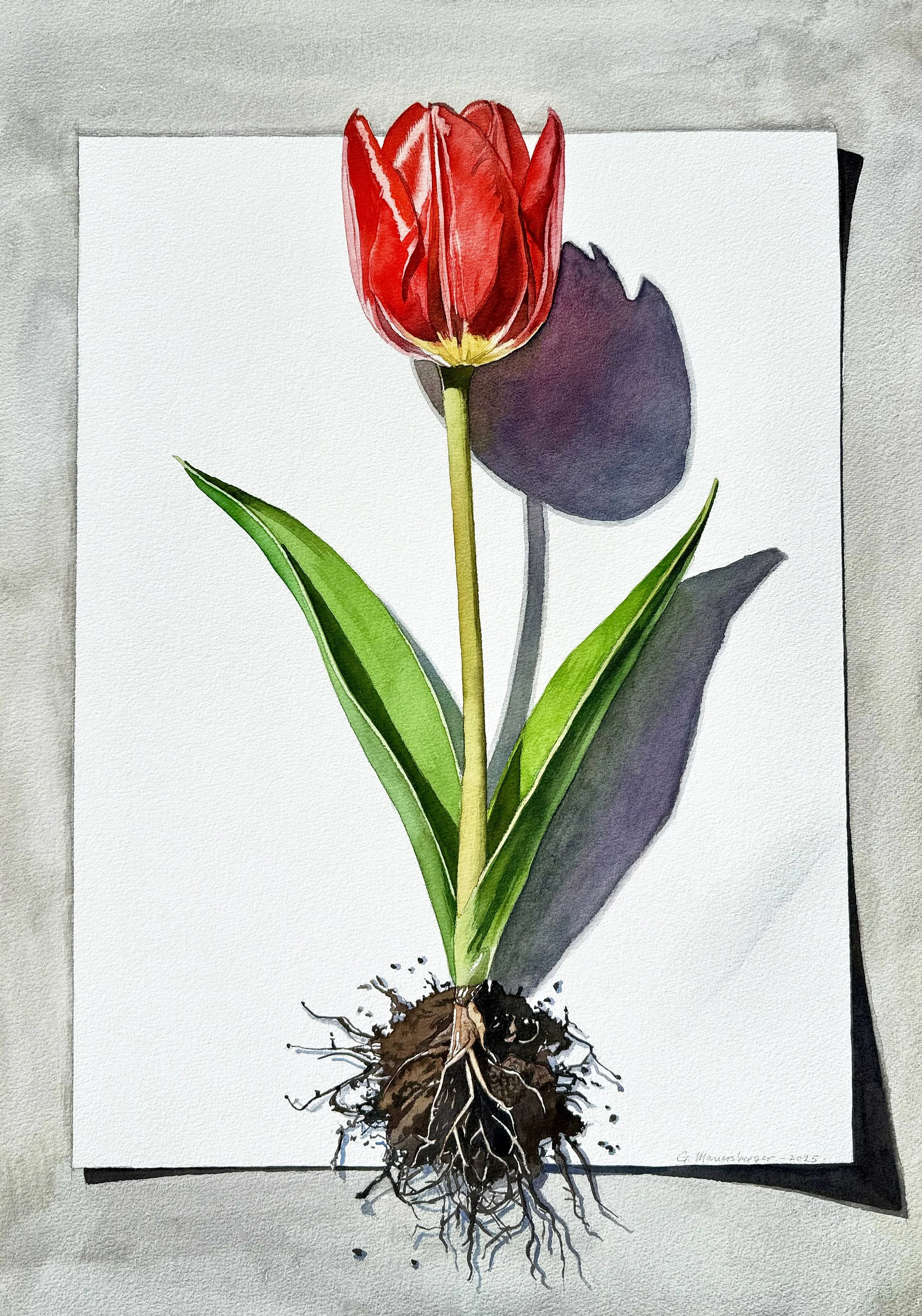 Tulip on Paper