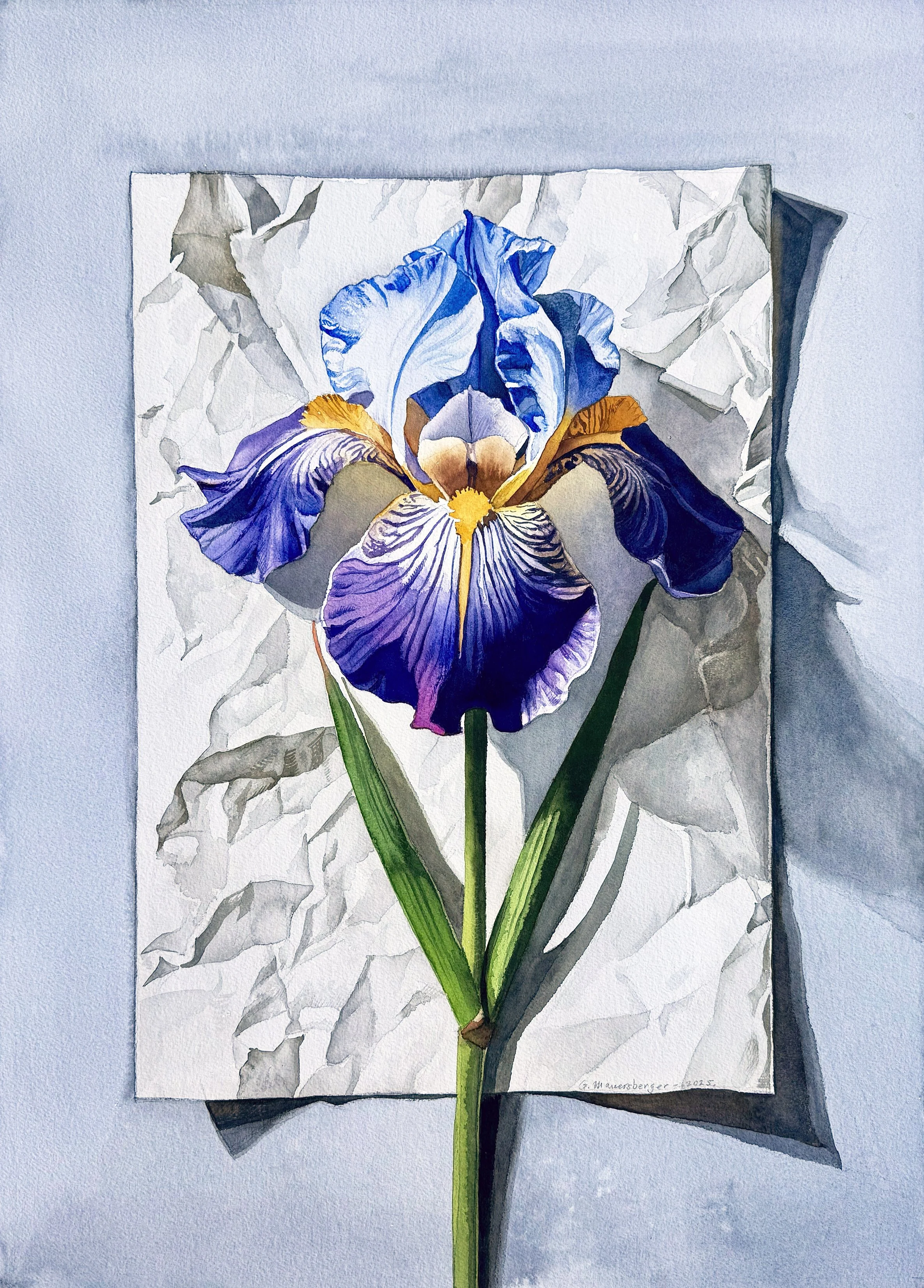 Iris on Paper