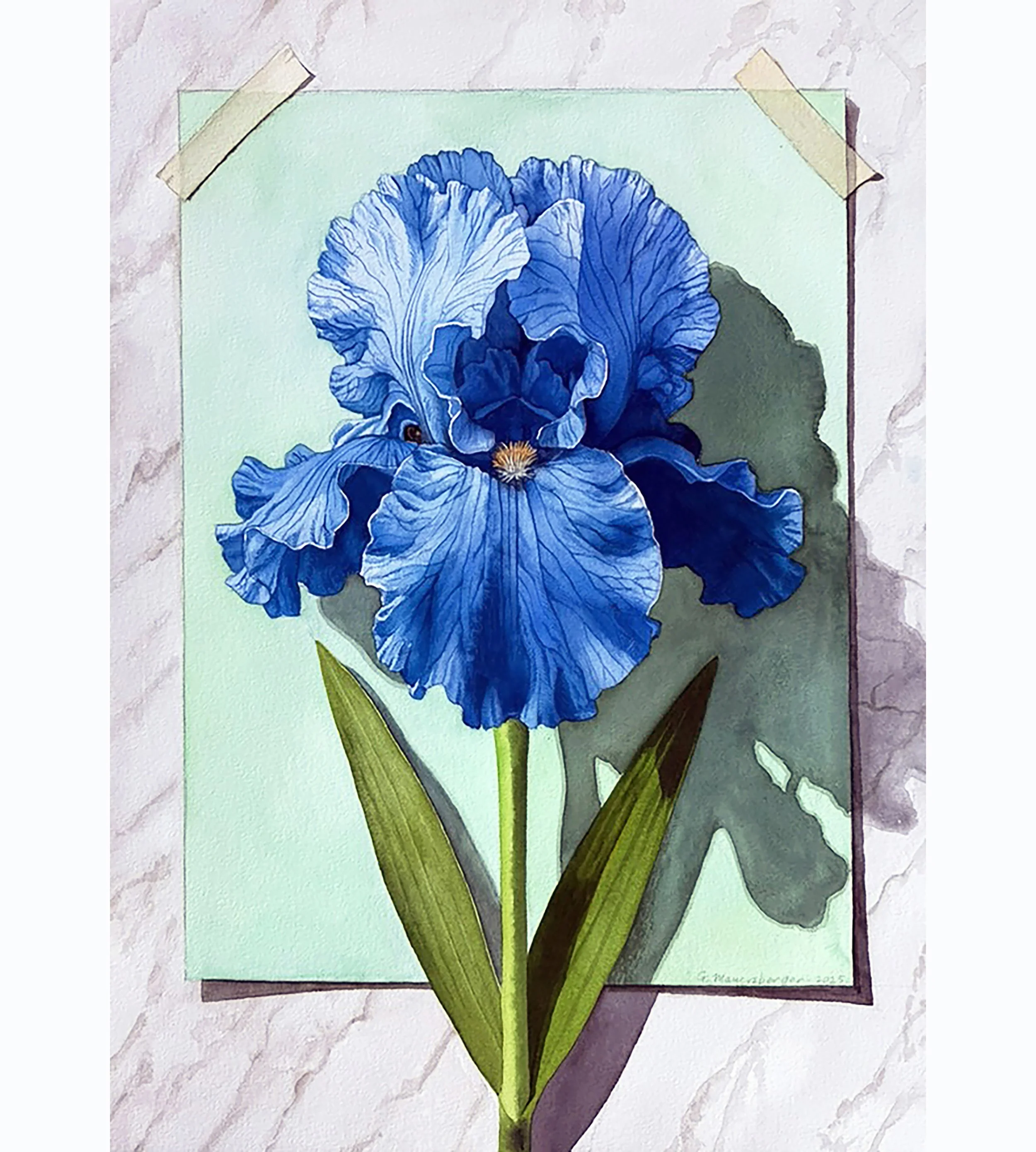 Bearded Blue Iris                        x