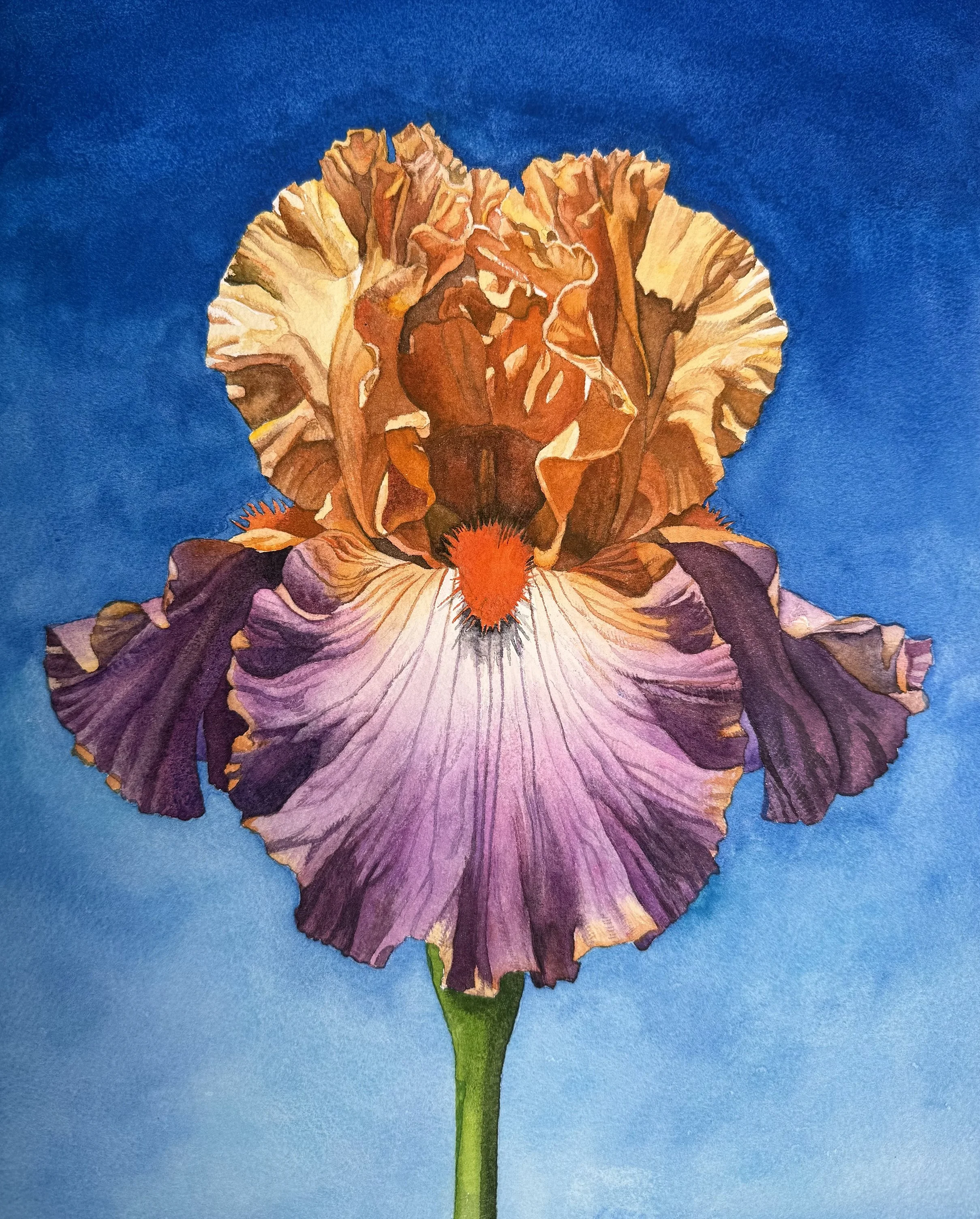 Tall Bearded Iris (Copy)