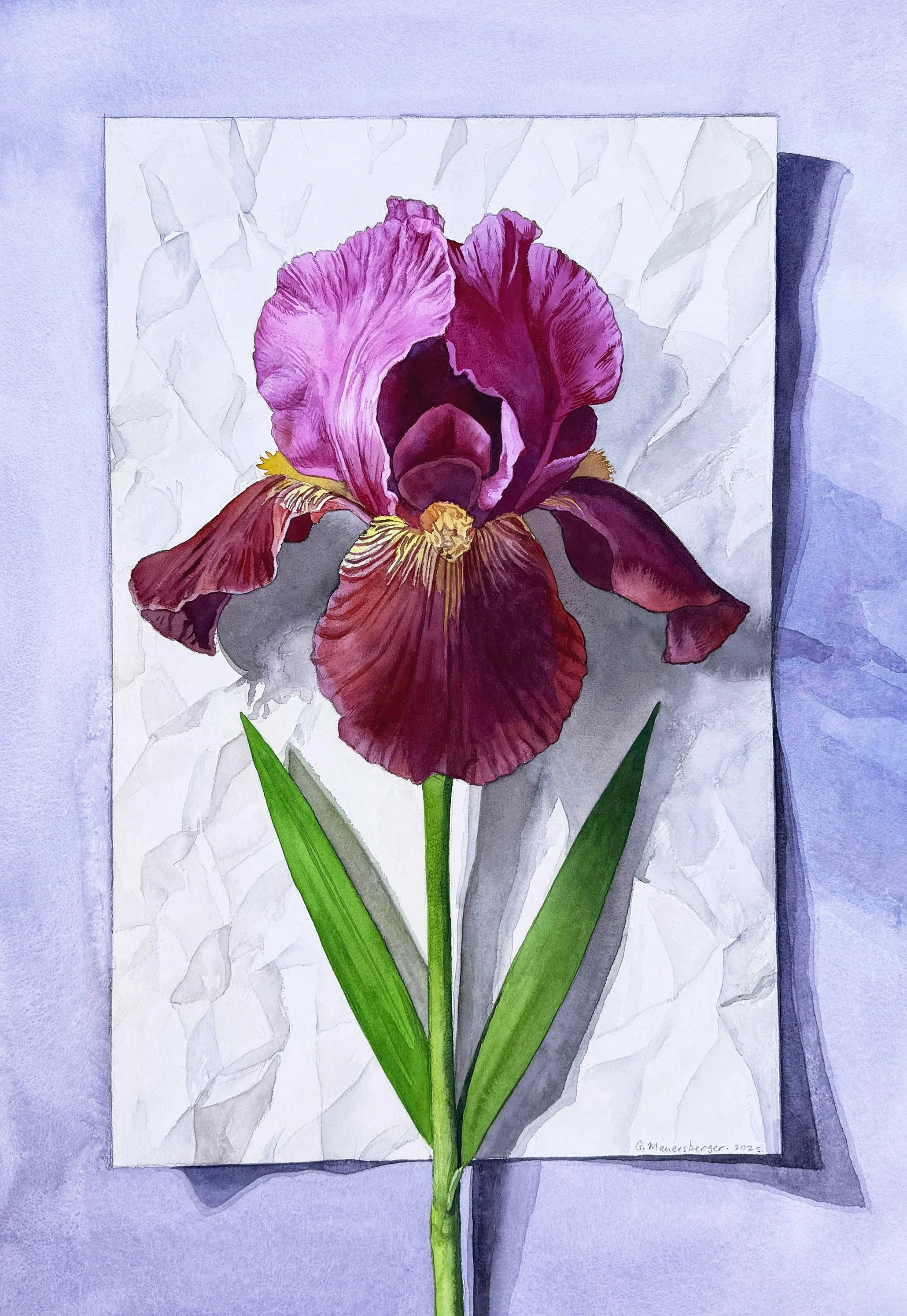 Iris Germanica (Copy)