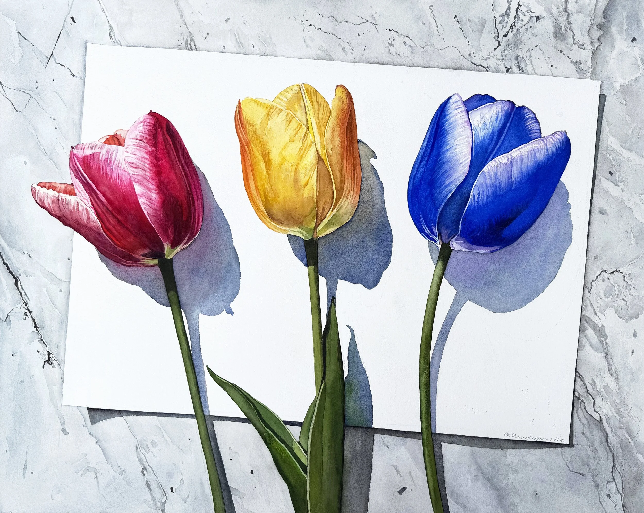 Primary Tulips  (Copy)