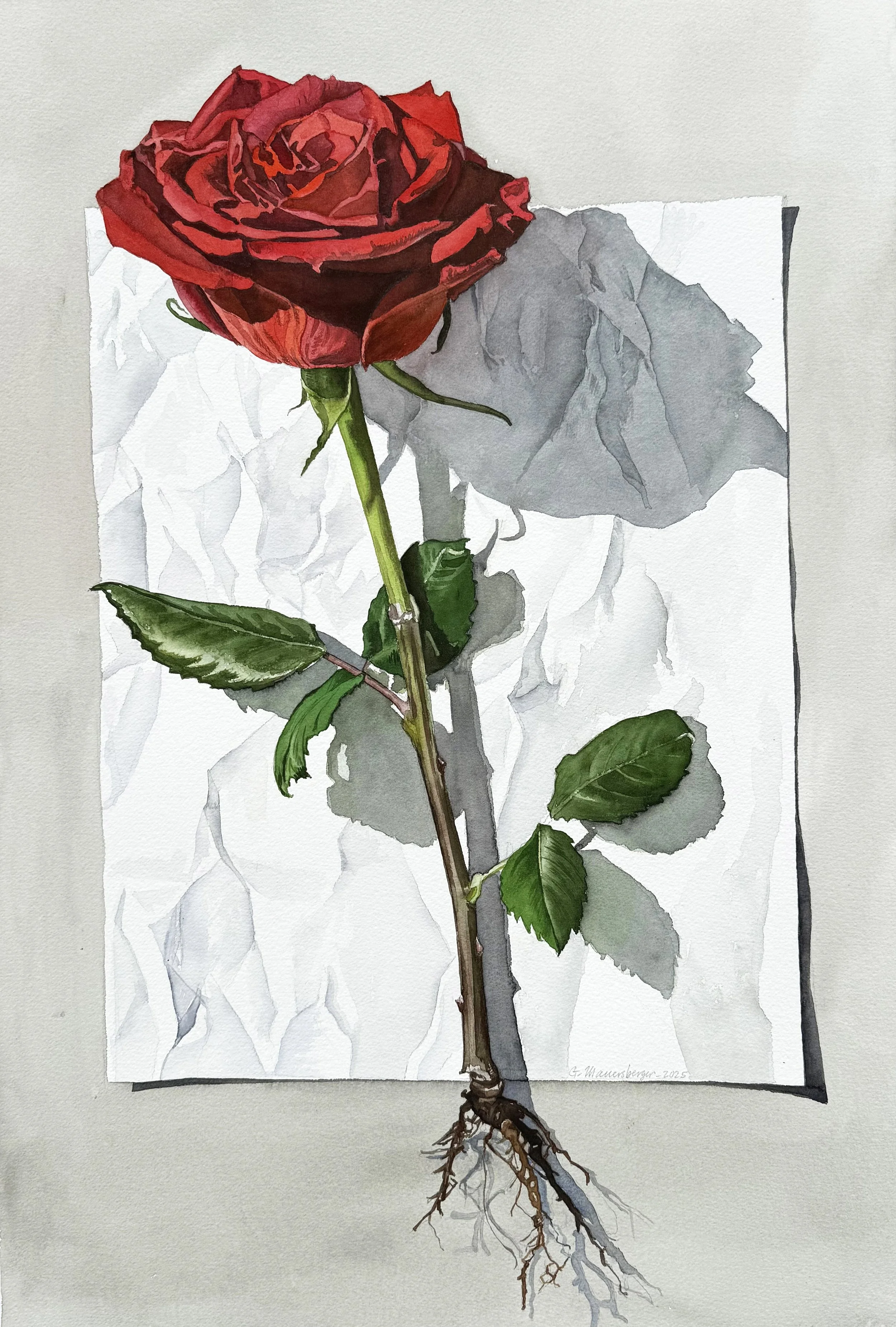 Rose on Paper   (Copy)