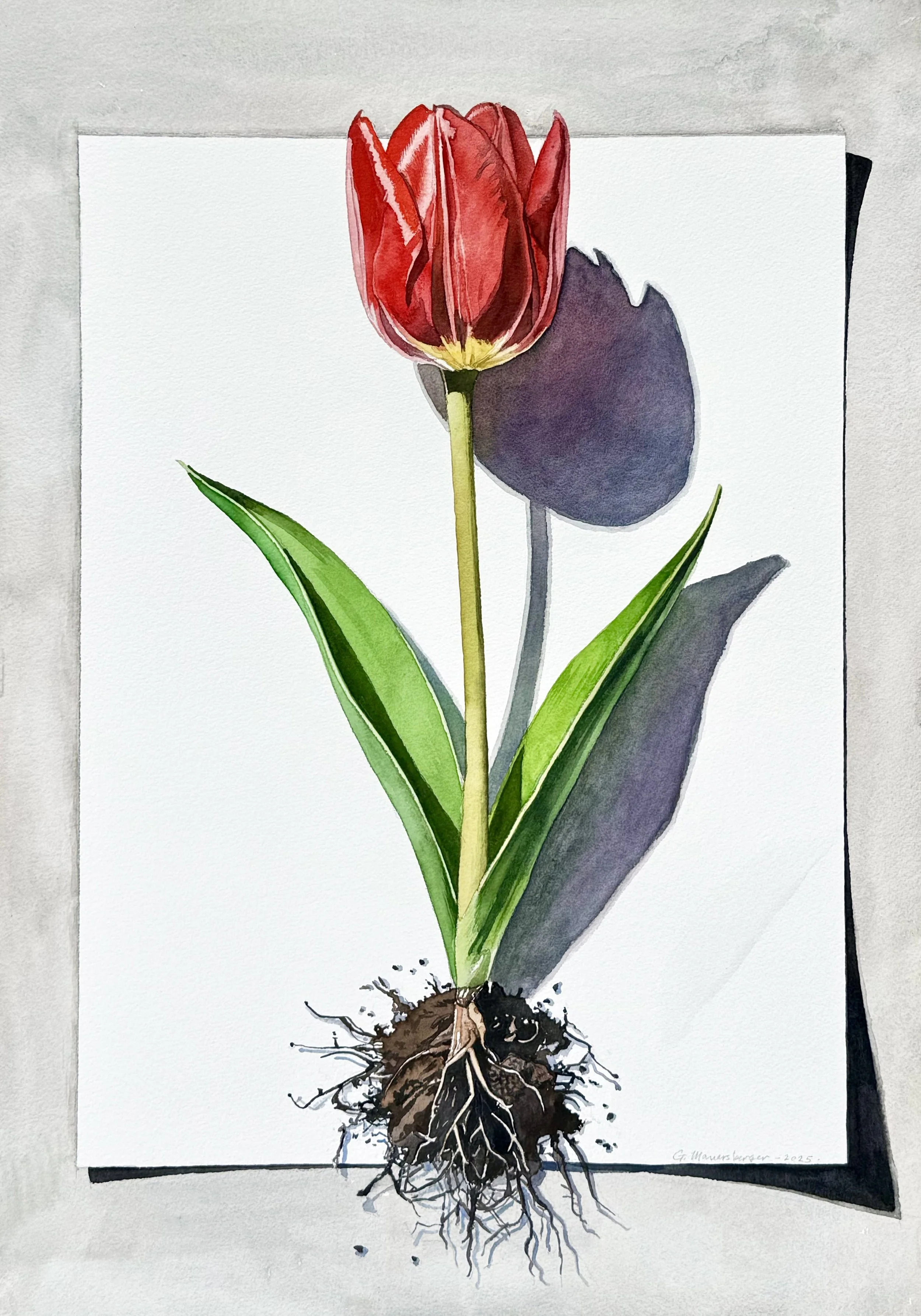 Tulip on Paper    (Copy)