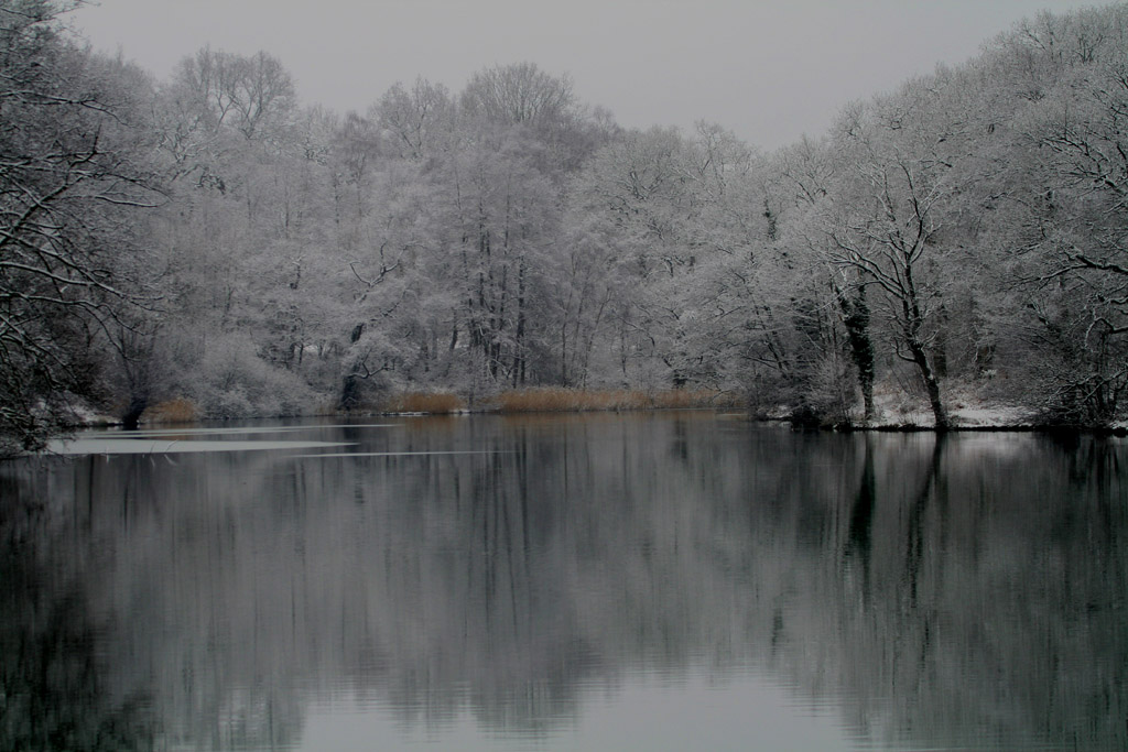 forest snow 2.jpg