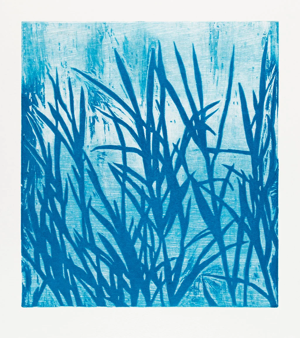 Phragmites 1