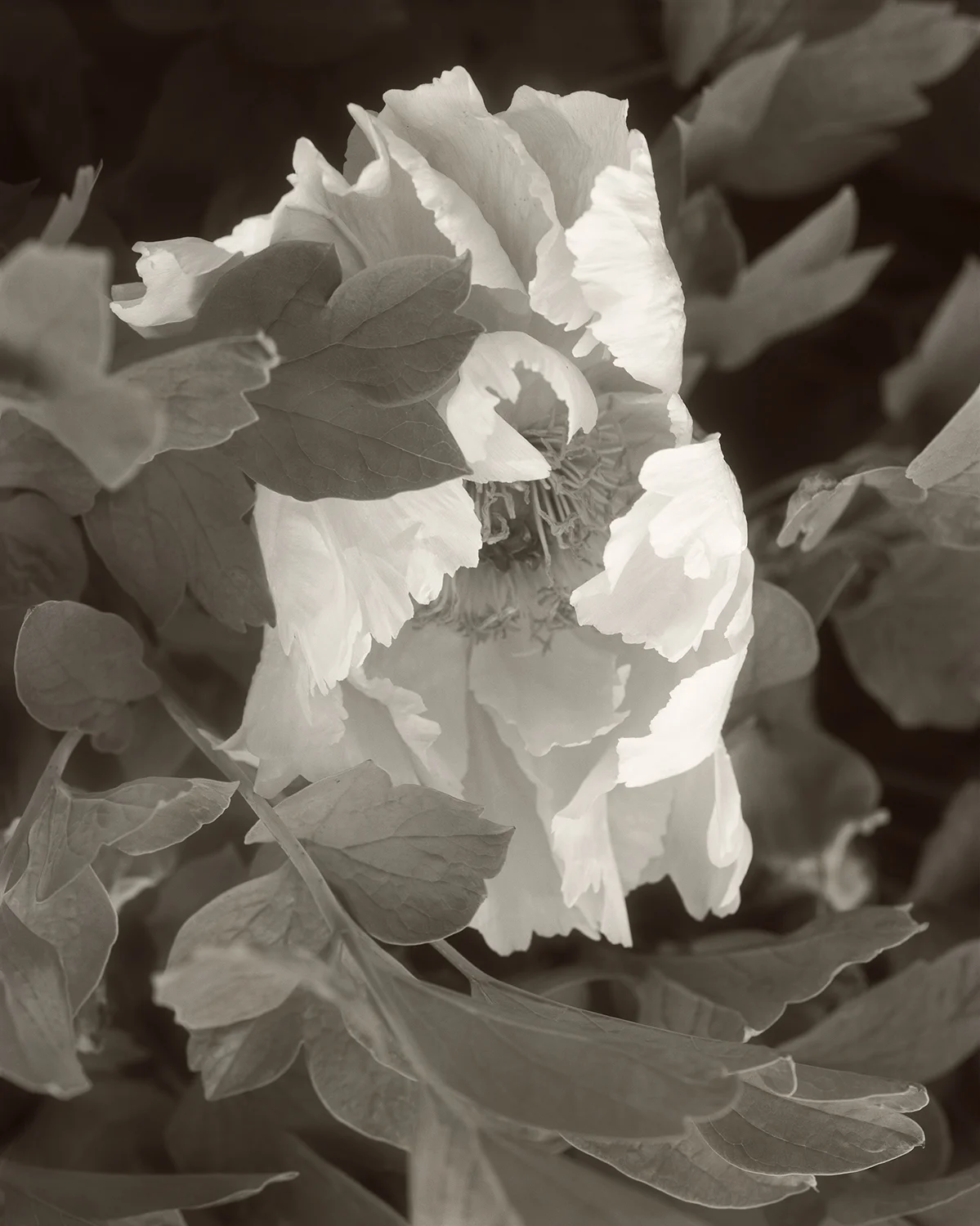 Elvira Piedra_A New Flower_Tree Peony.jpg