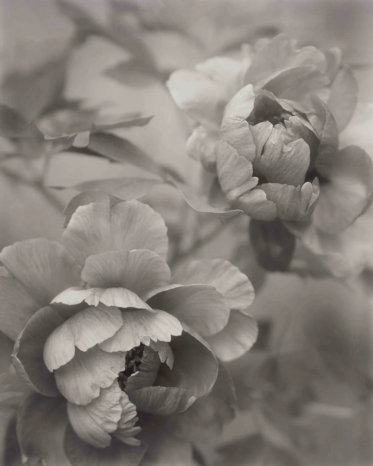 Elvira_Piedra_Venerable Flowers_Leda_Tree_Peony.jpg