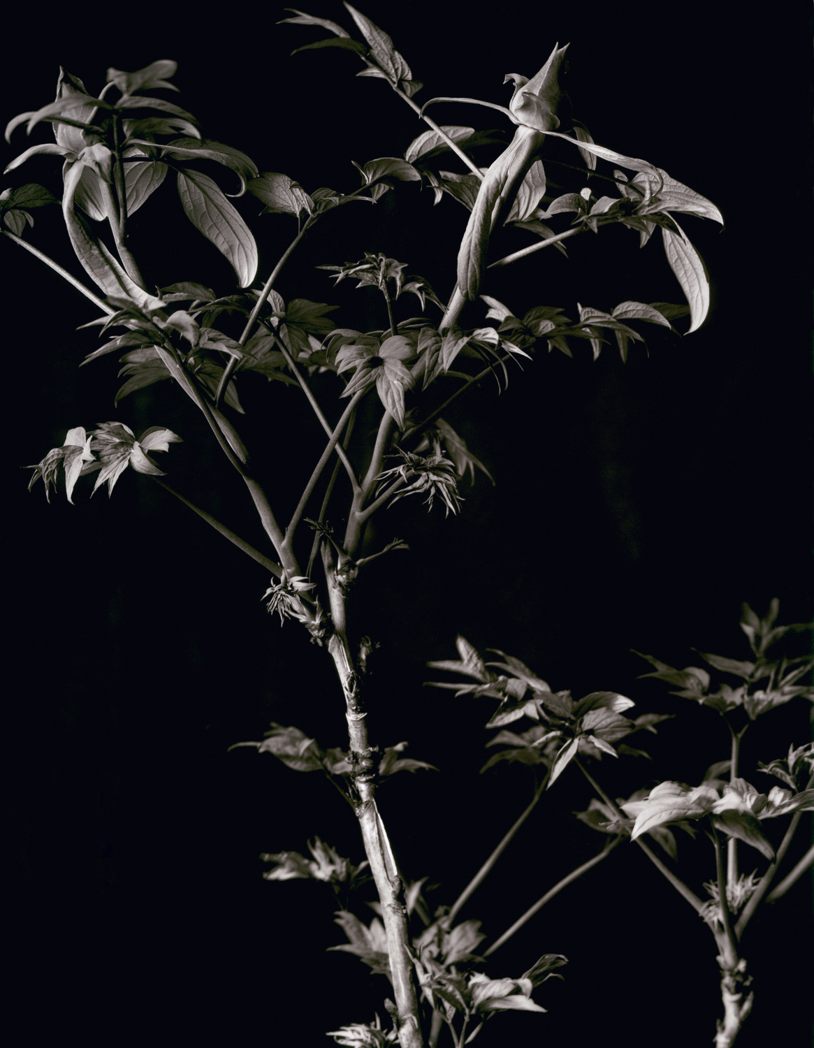 Elvira_Piedra_A_Bridge_to_You_Tree_Peony_Buds.jpg