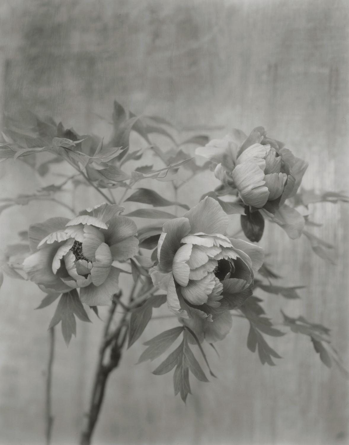 Elvira_Piedra_Leda_Three Peonies_Berkeley.jpg
