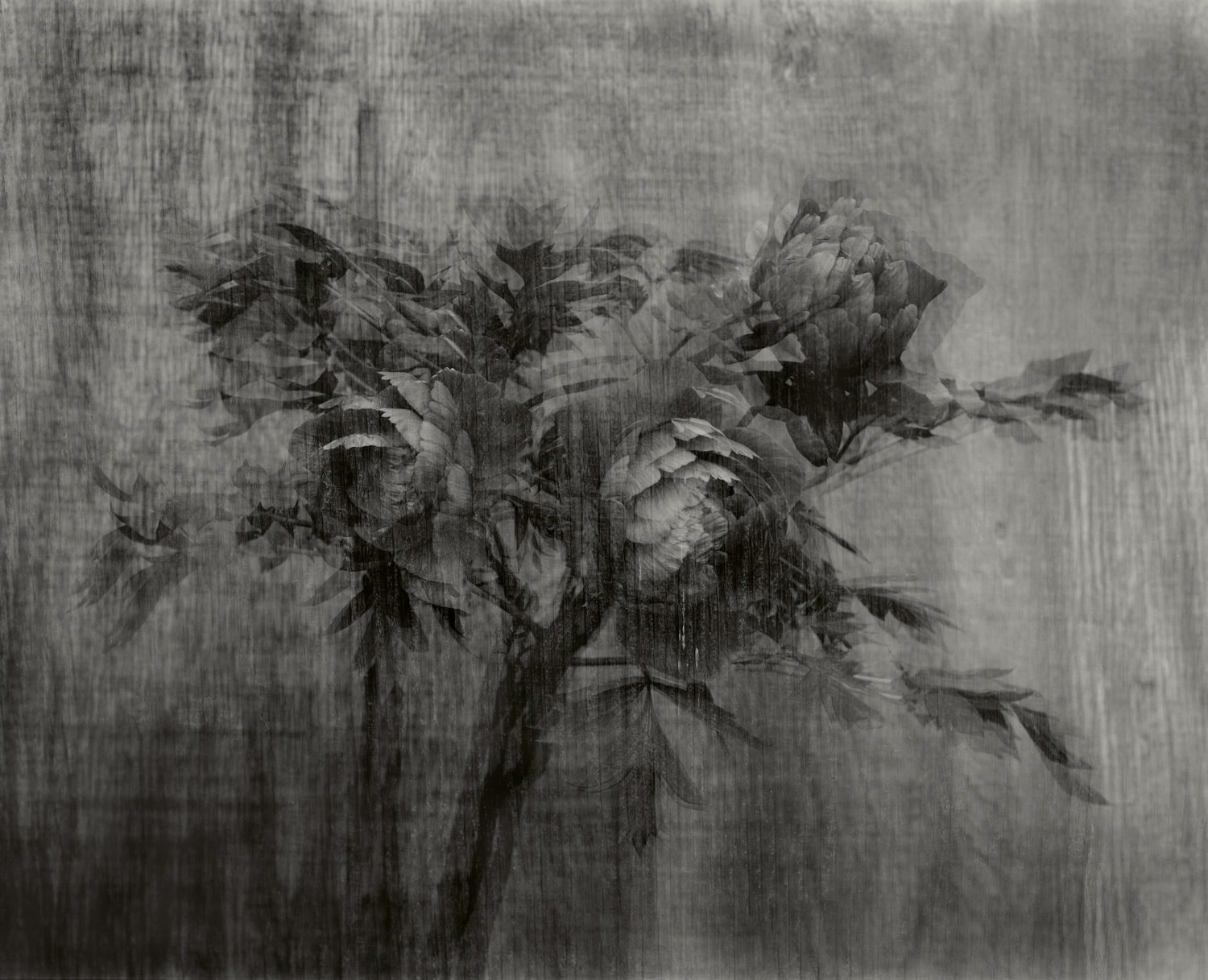 Elvira_Piedra_Phoenix Flowers.jpg
