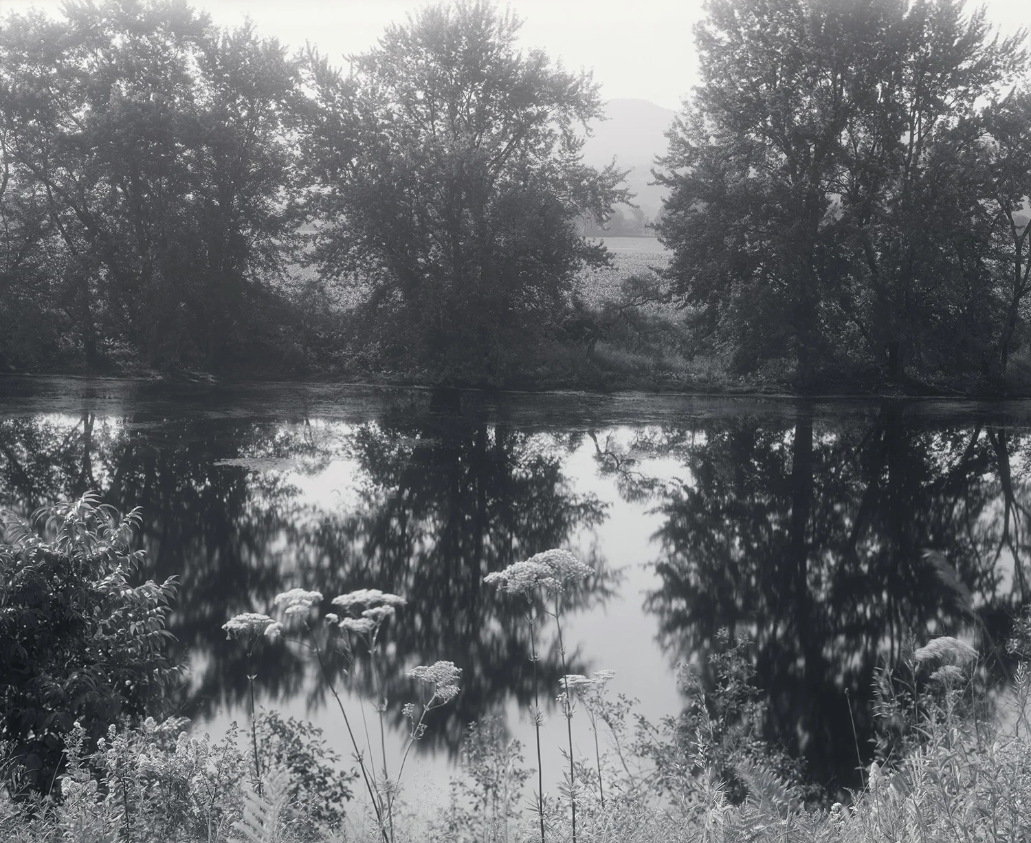 Elvira Piedra_Three trees_Vermont landscape.jpg