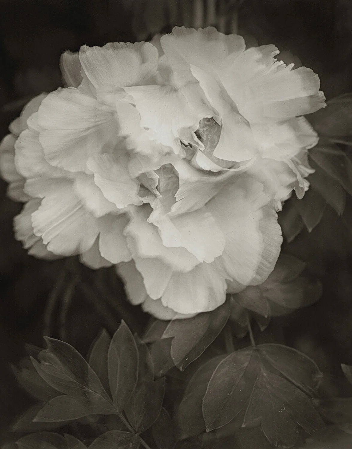 The Spirit of My Friend, Paeonia Rockii, Linwood Gardens, 2007