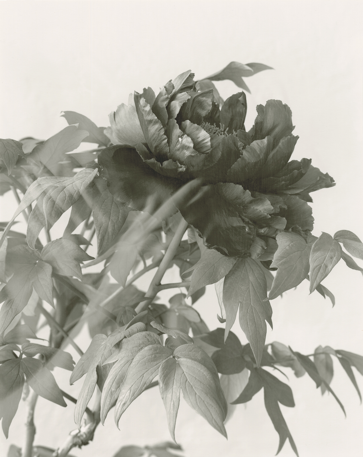 Elvira-Piedra_Passion-Flower-Anya-Silver.jpg