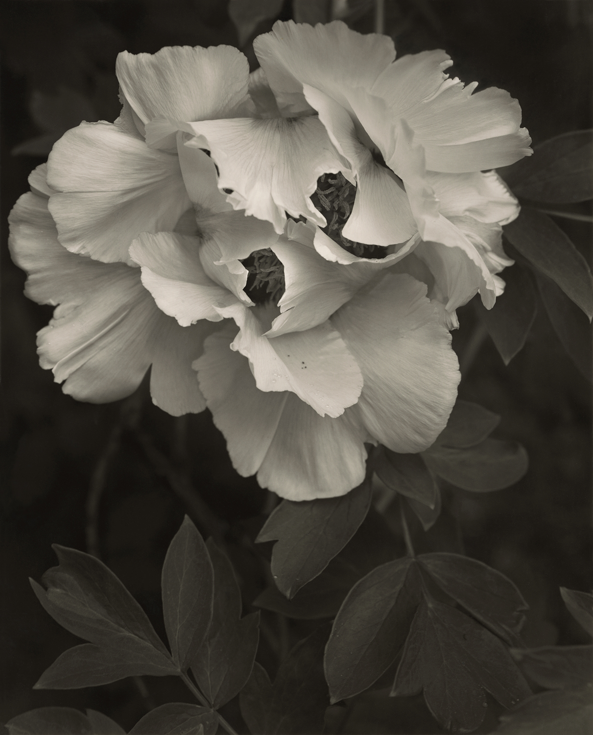 Elvira-Piedra_Tree-Peony-Rockii.jpg