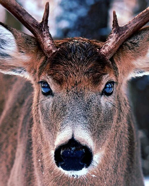 Buck.jpg