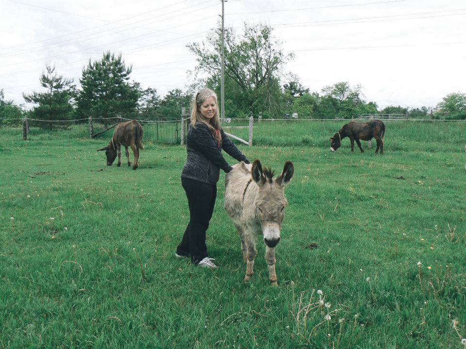Primrose Donkey Sanctuary (Copy)