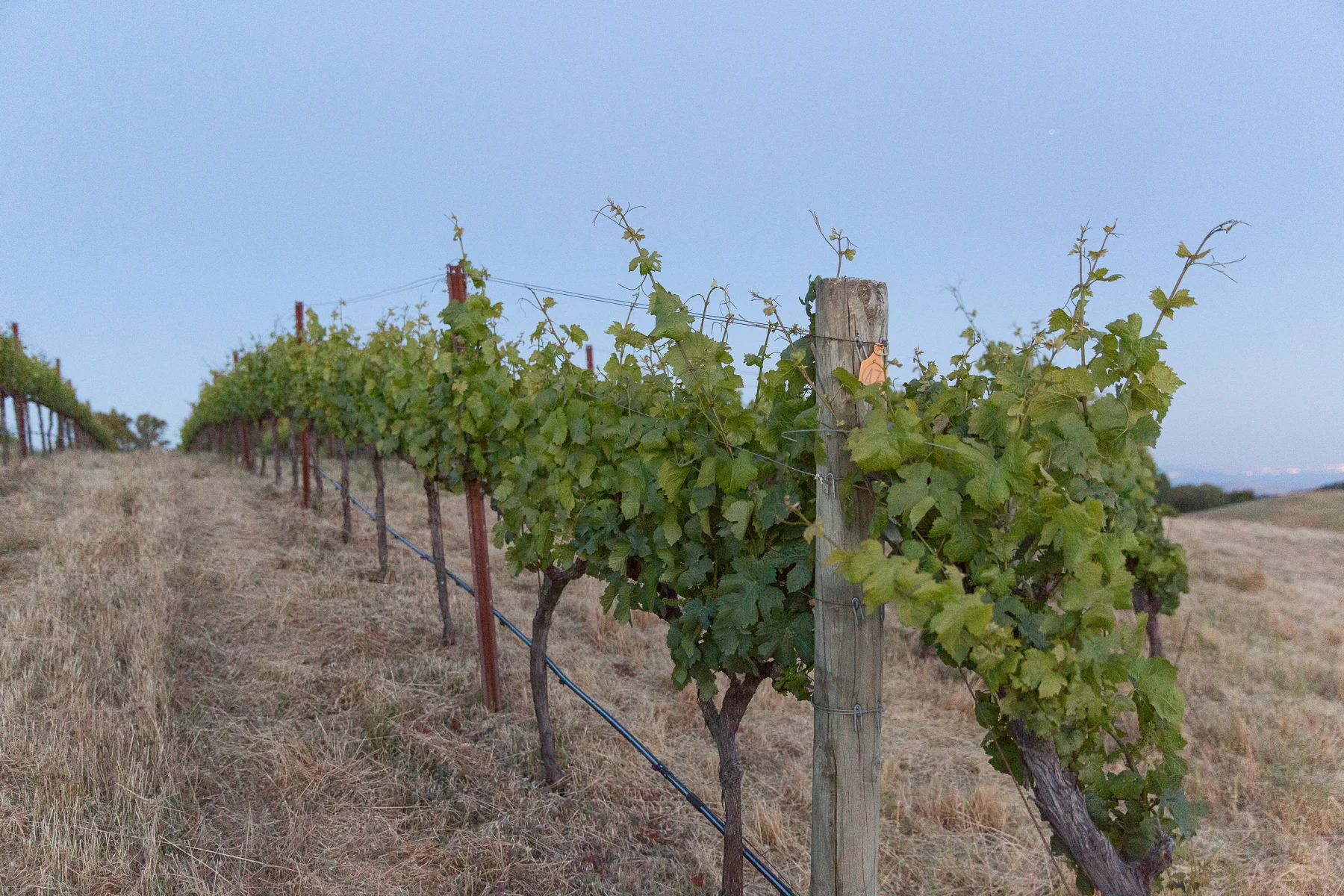 Pangea Vineyard Detail 1_1200x1800 web.jpg