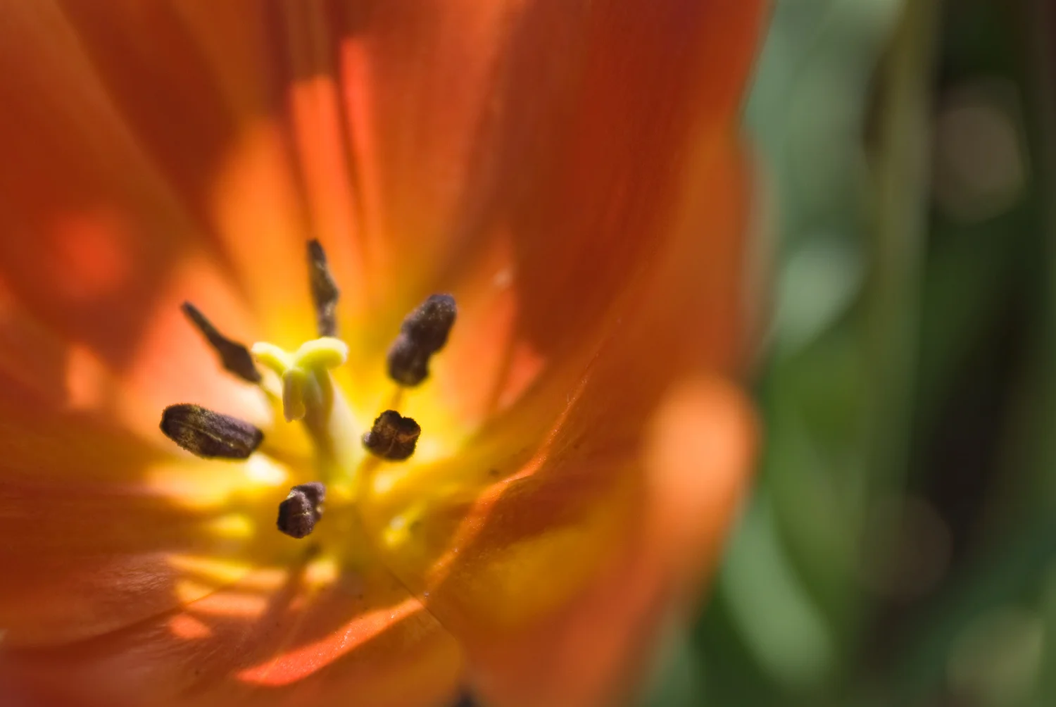 Poppy