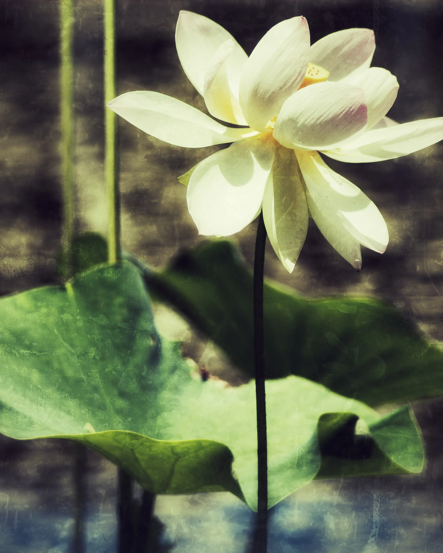 Lotus No. 1