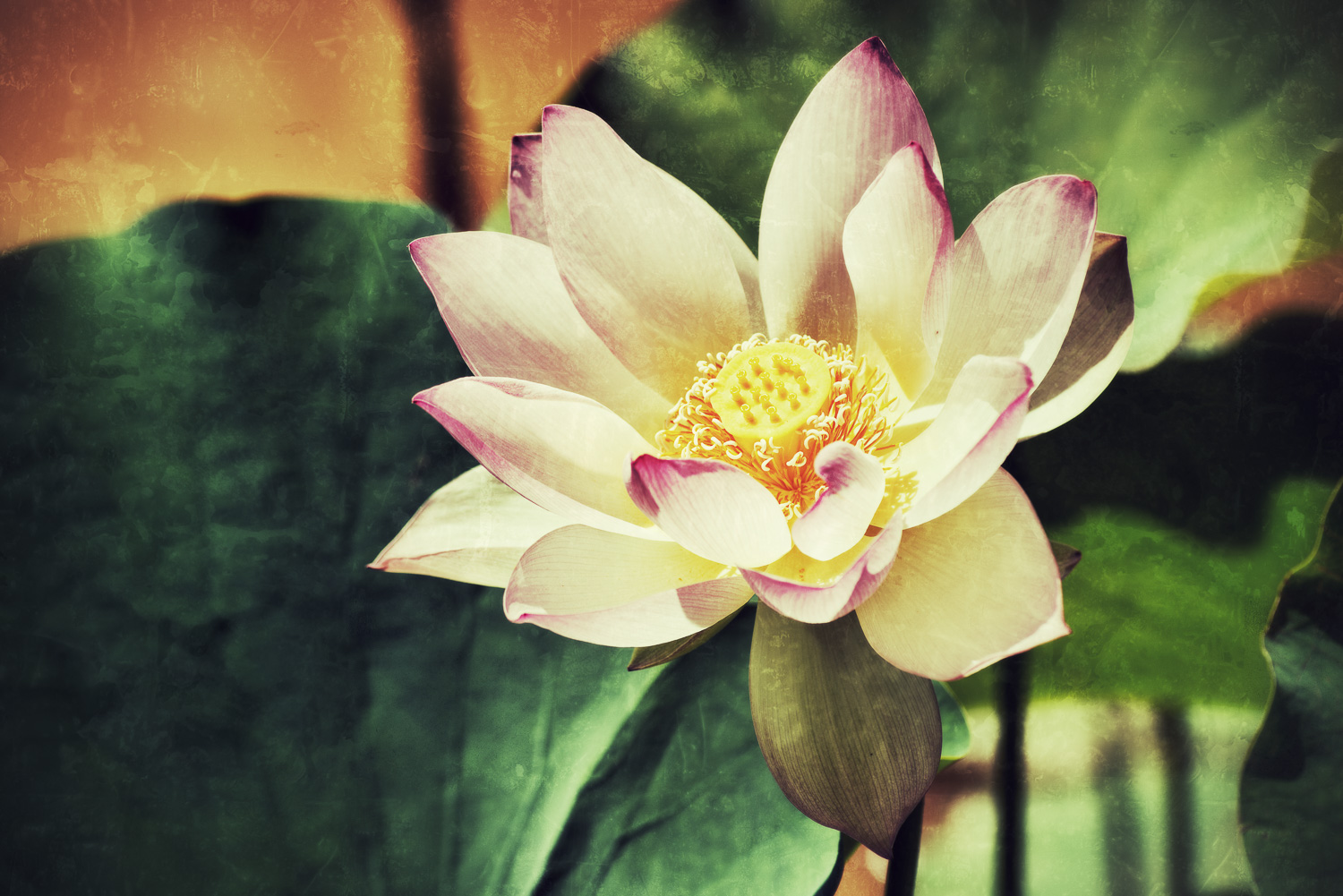 Lotus No. 2