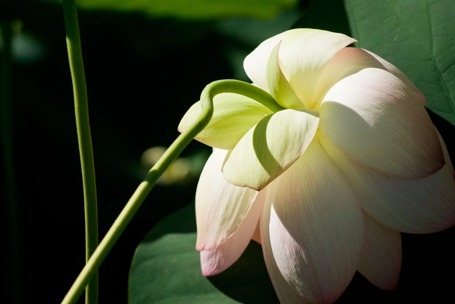 Lotus No. 3