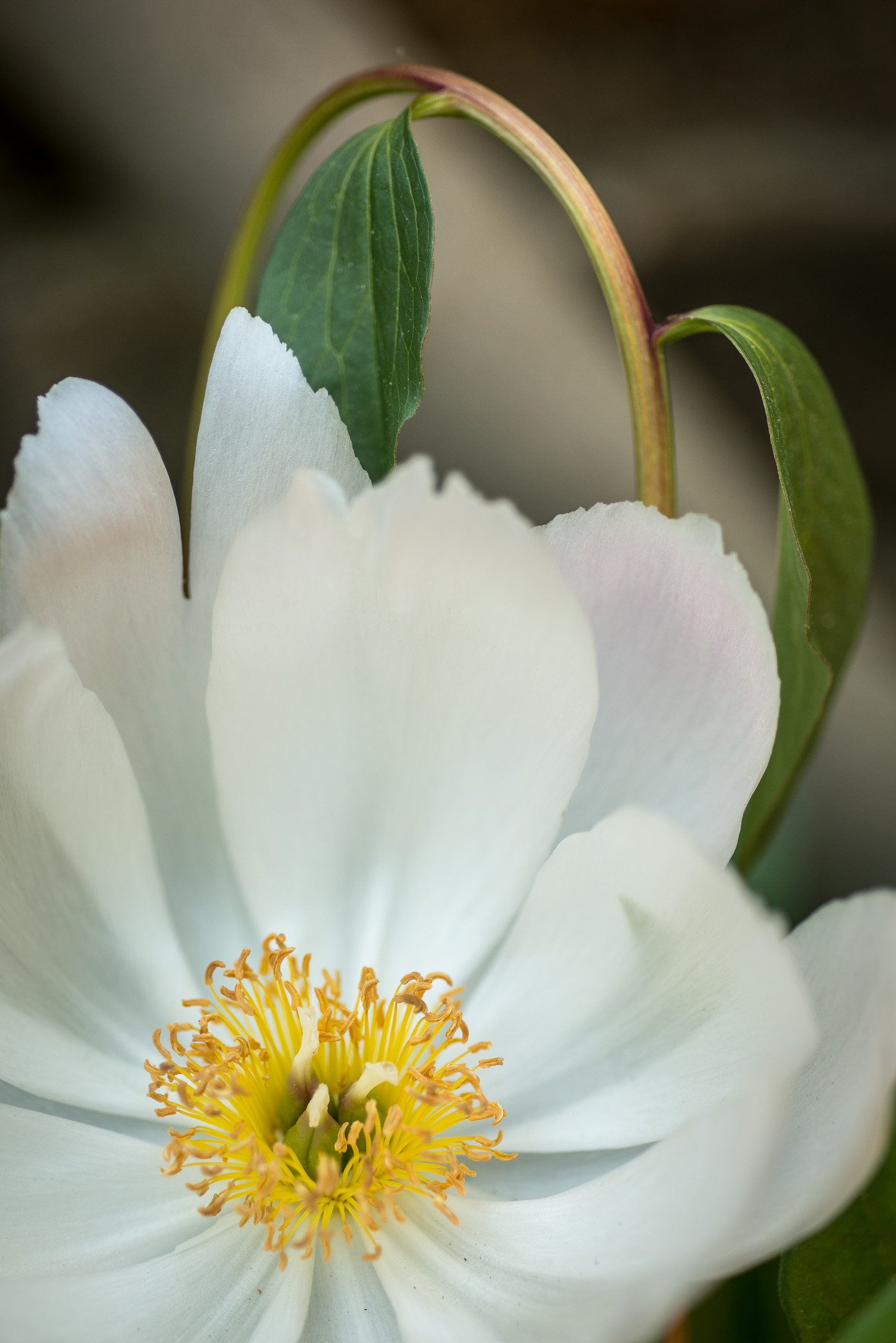 Peony