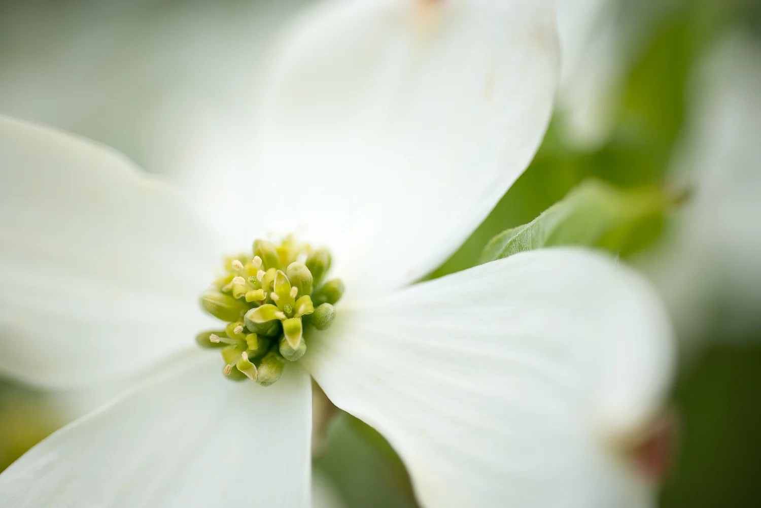 Dogwood