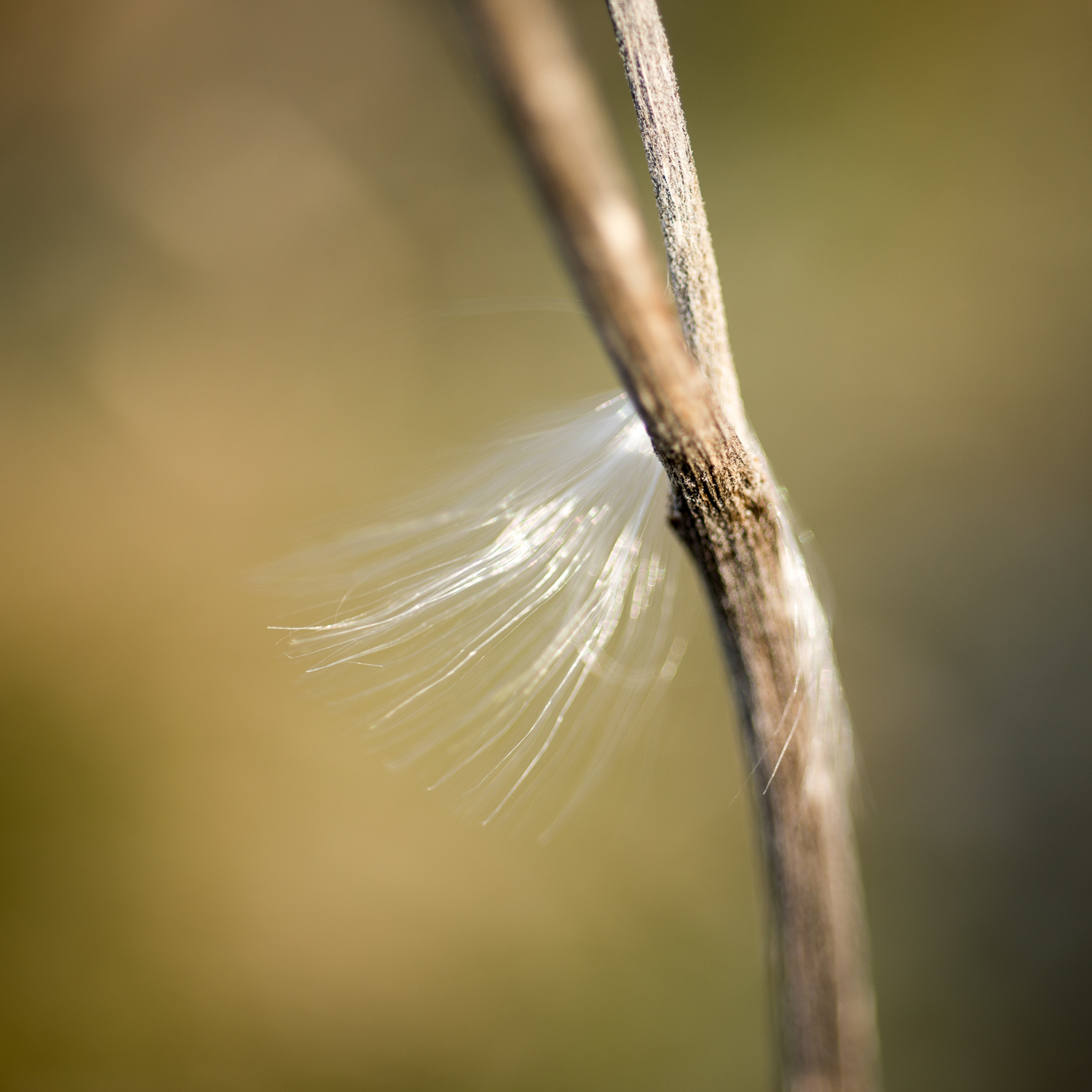 Winter Light No. 1