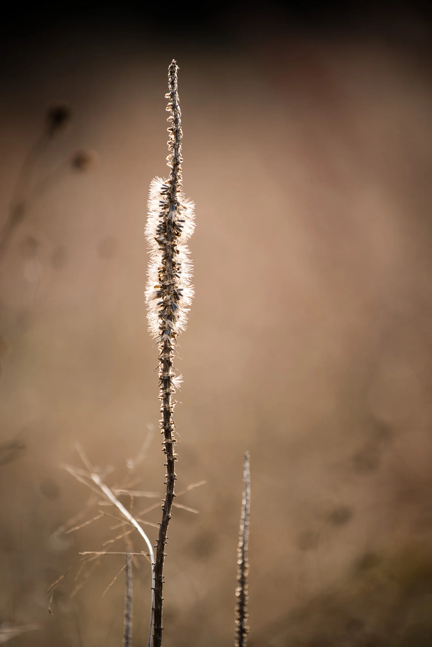 Winter Light No. 3