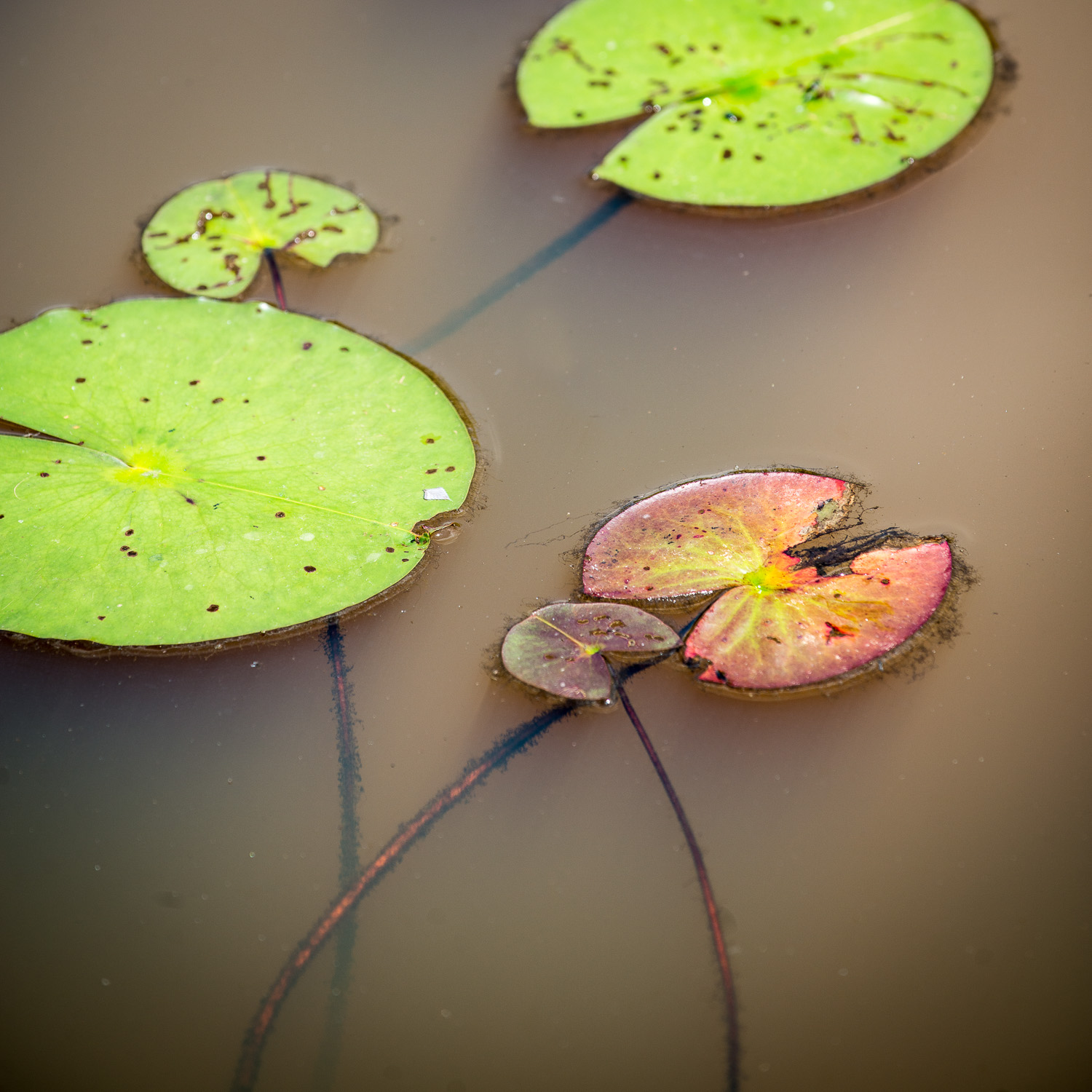 Floating
