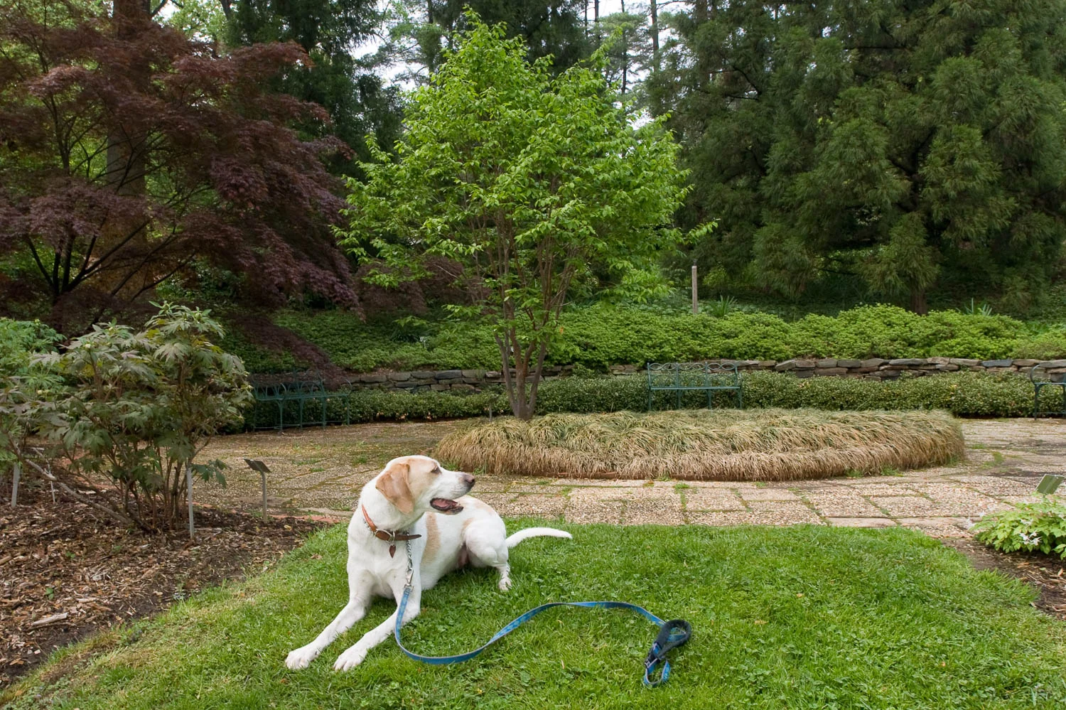 Skye, National Arboretum, Washington, DC