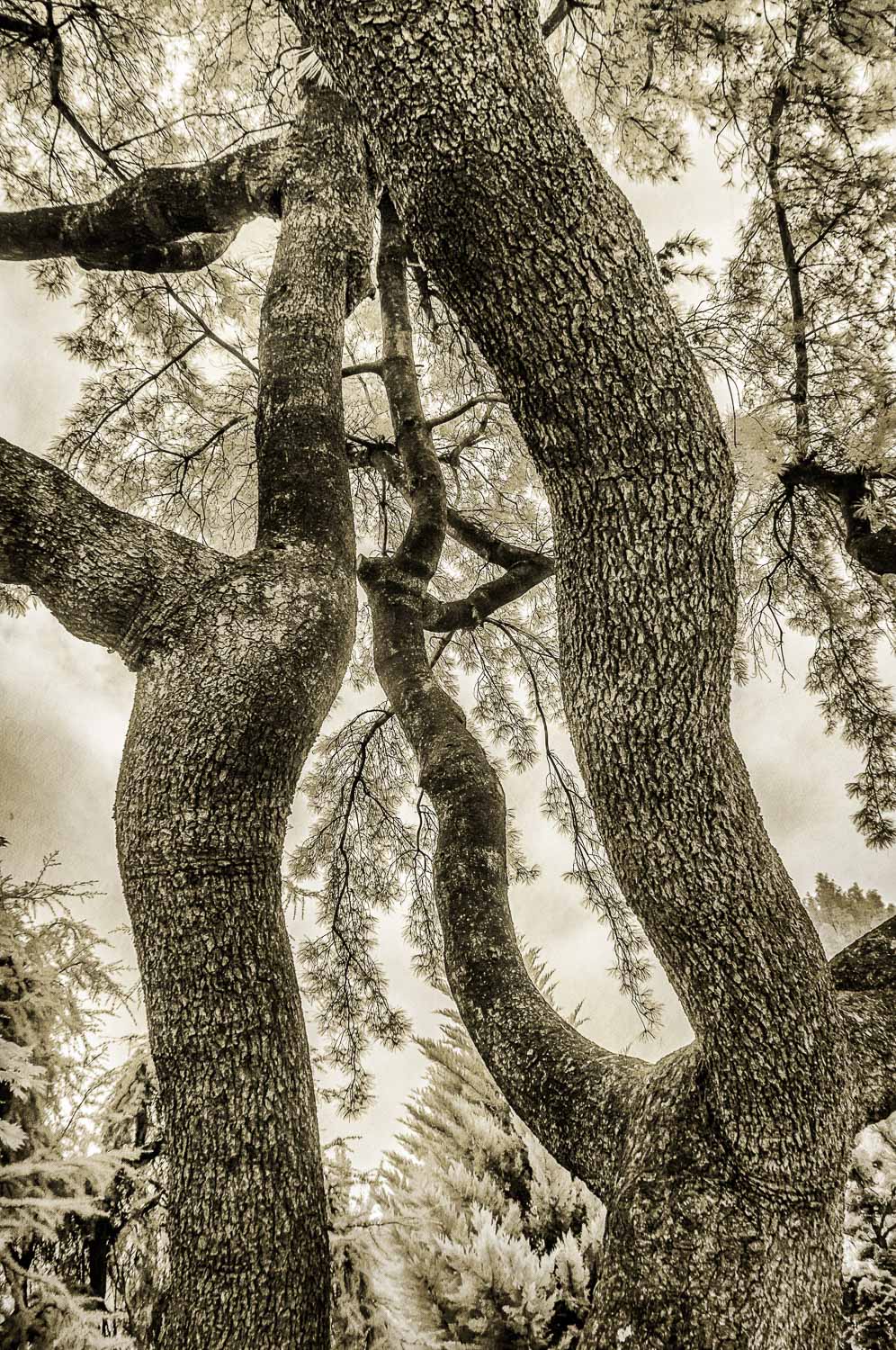 Trees, National Arboretum