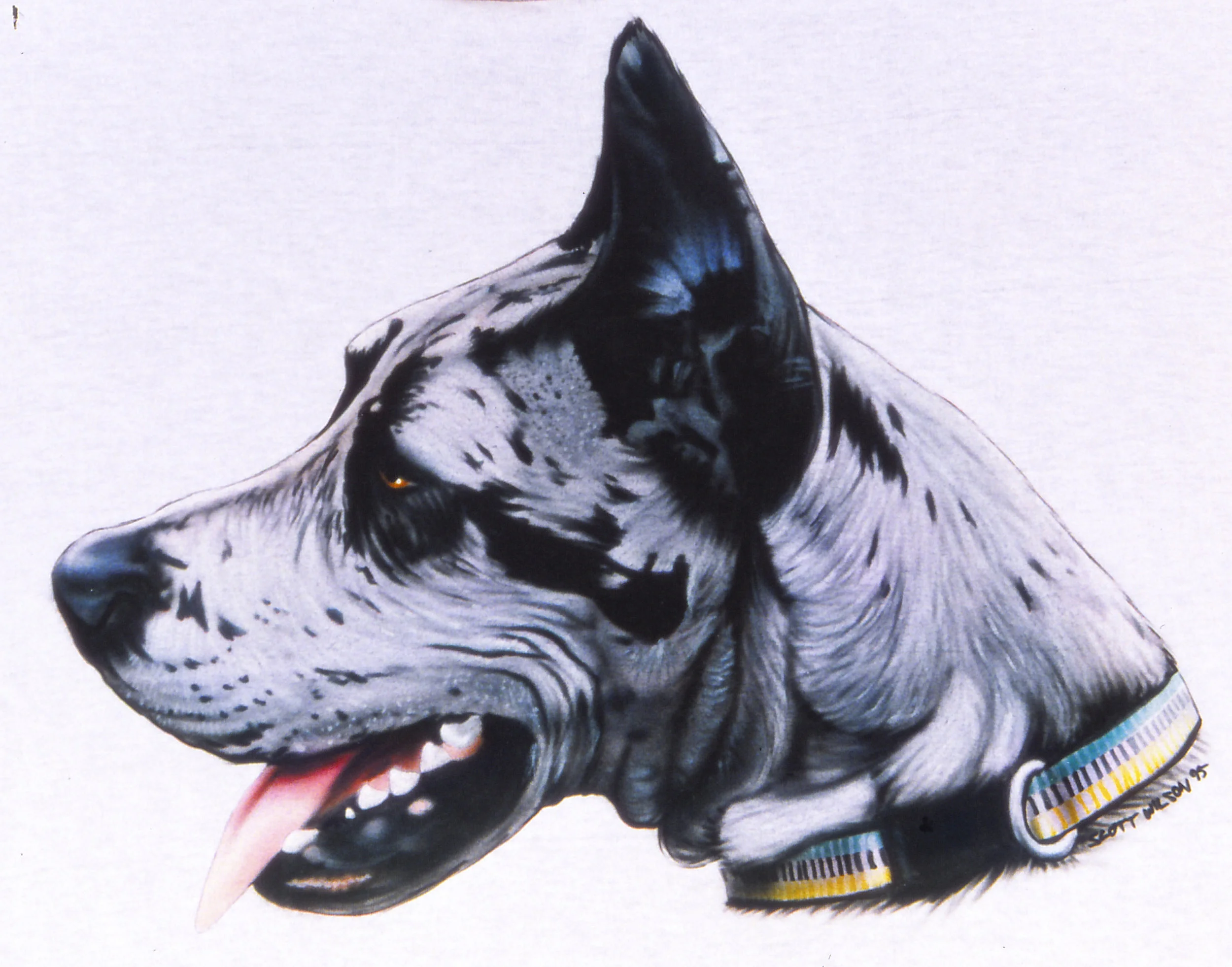 Blue Merle Great Dane