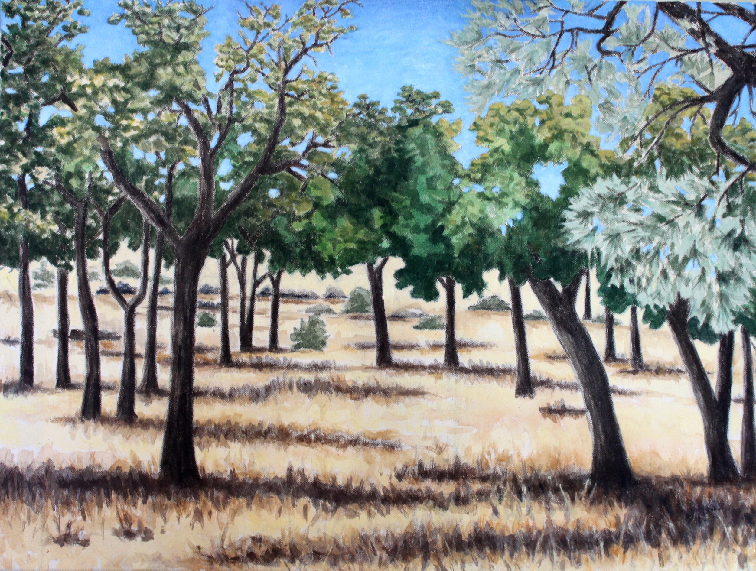 Oak Trees, 2016, 16 x 20 inches, acrylic on canvas