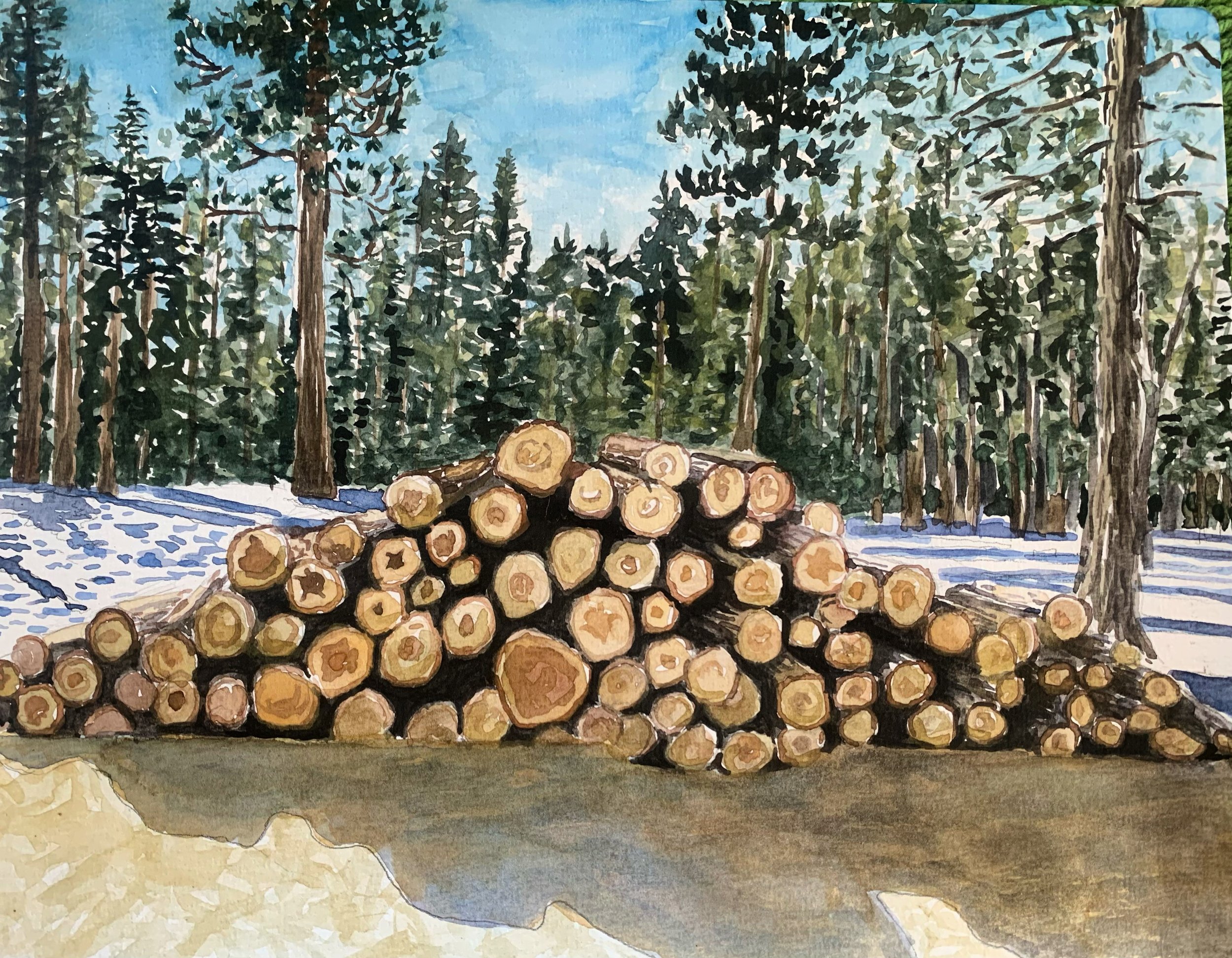 Timber, Tahoe, 2022, watercolor, 9 x 12 in.