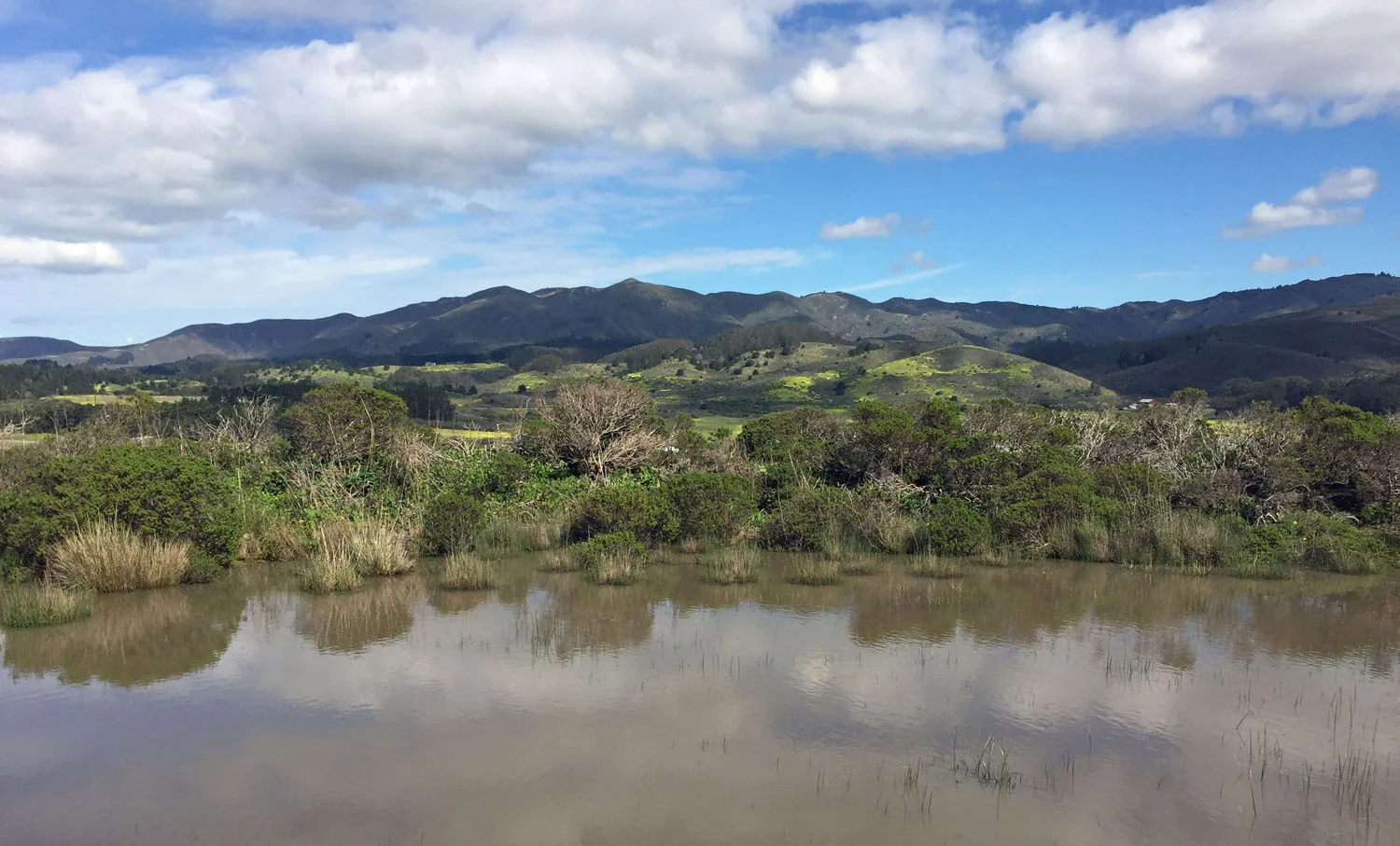 Frog pond on Pillar Point Bluff -- Montara Mountain in distance