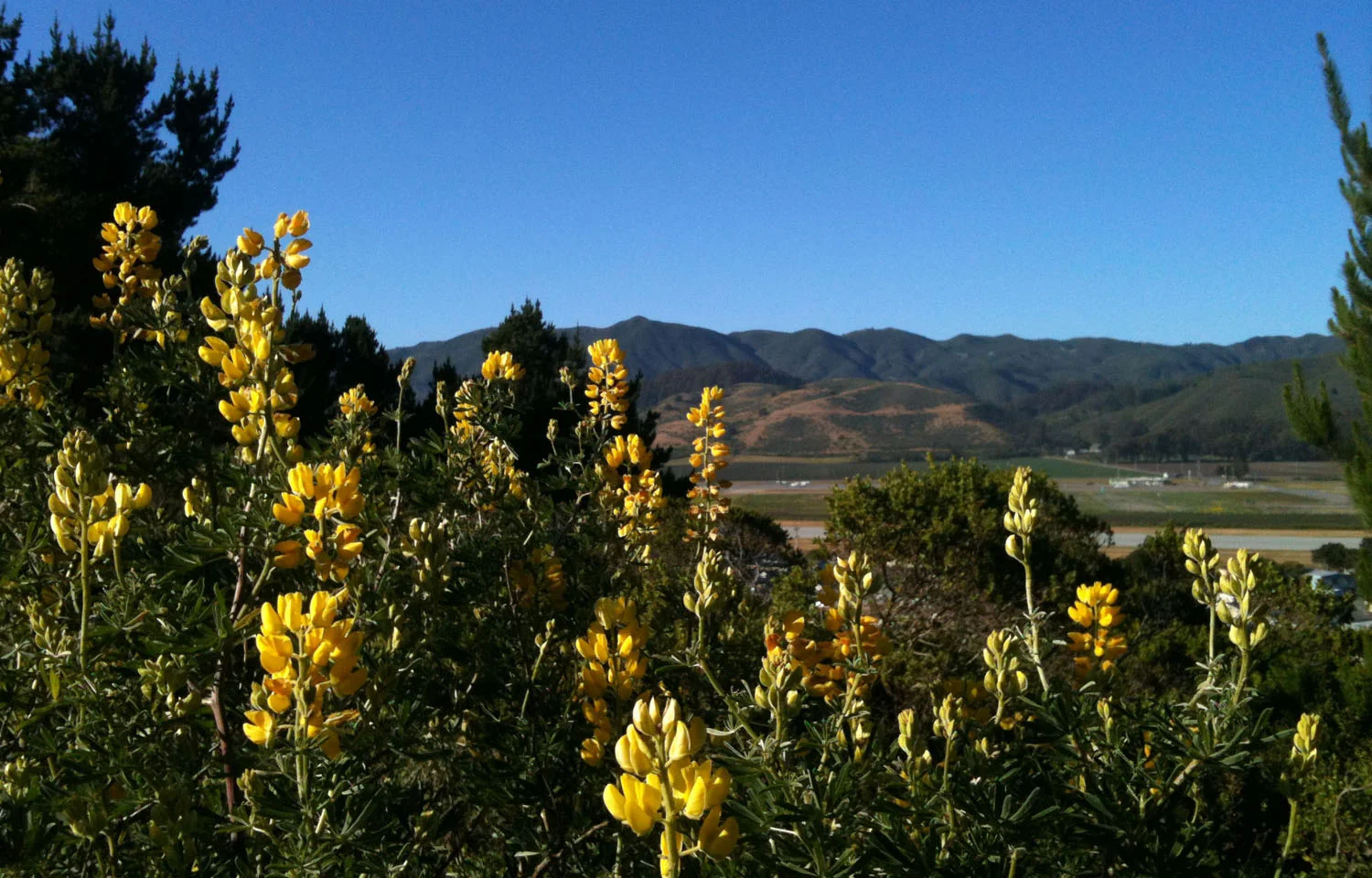 Yellow bush lupine along bluff trail
