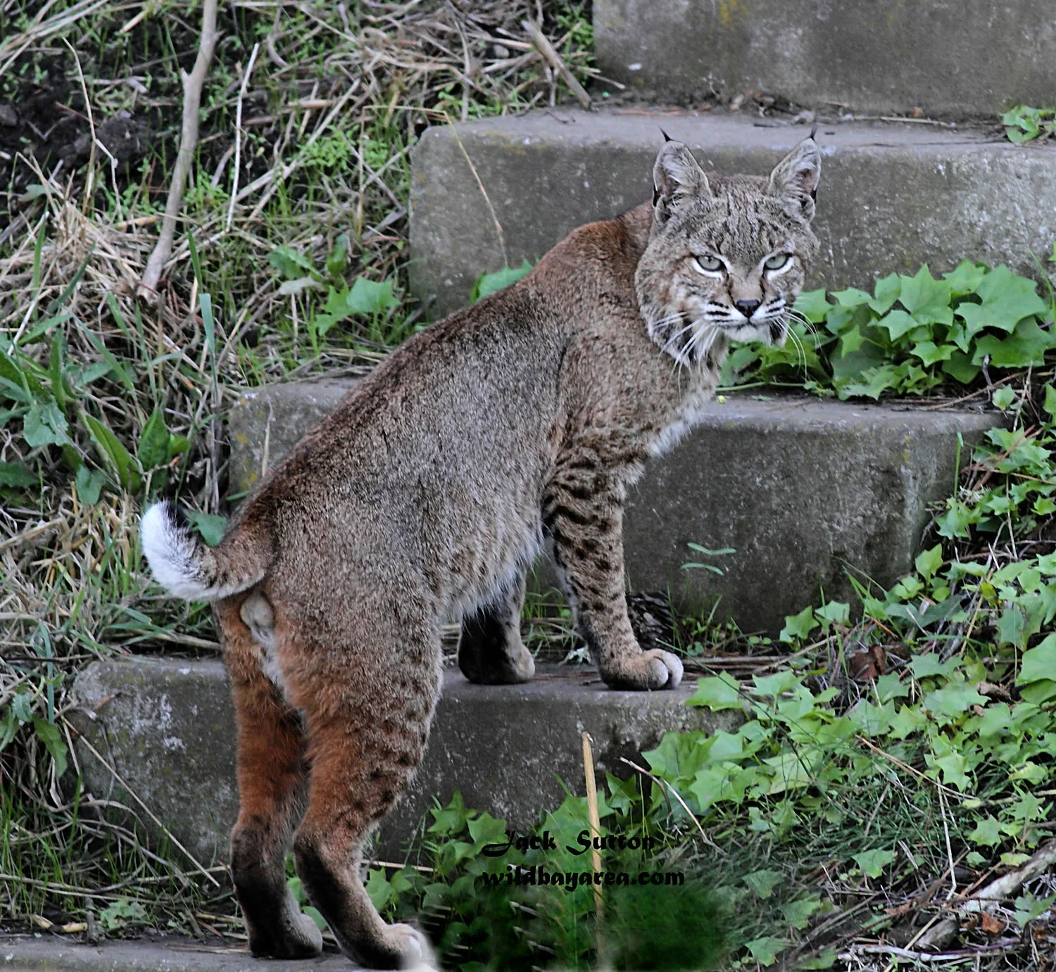 Bobcat at Barranca stairs
