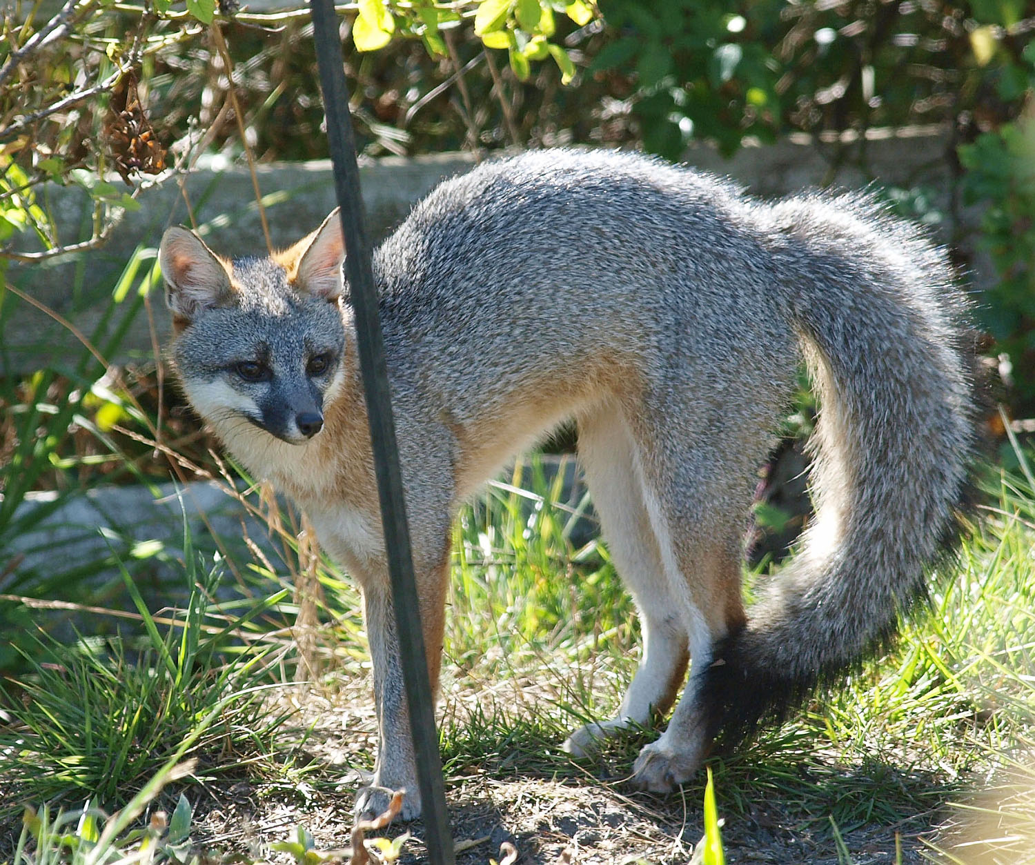 Little gray fox reacts to house cat across the yard