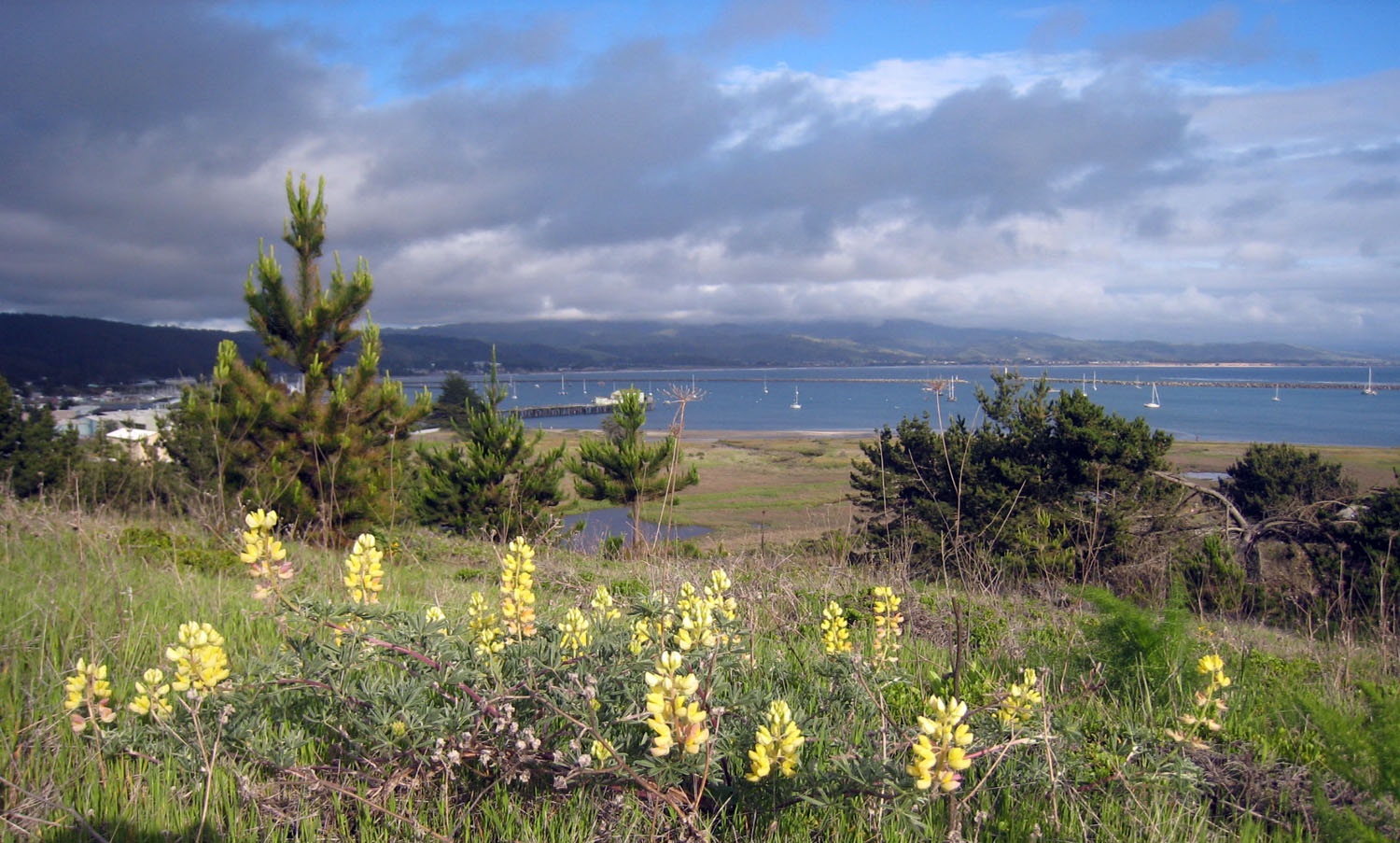 Pillar Point Bluff to bay