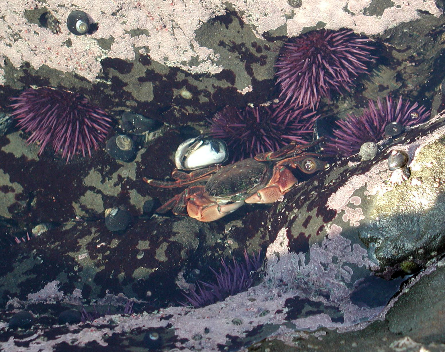 crab &amp; purple sea urchins in tide pool off Pillar Point