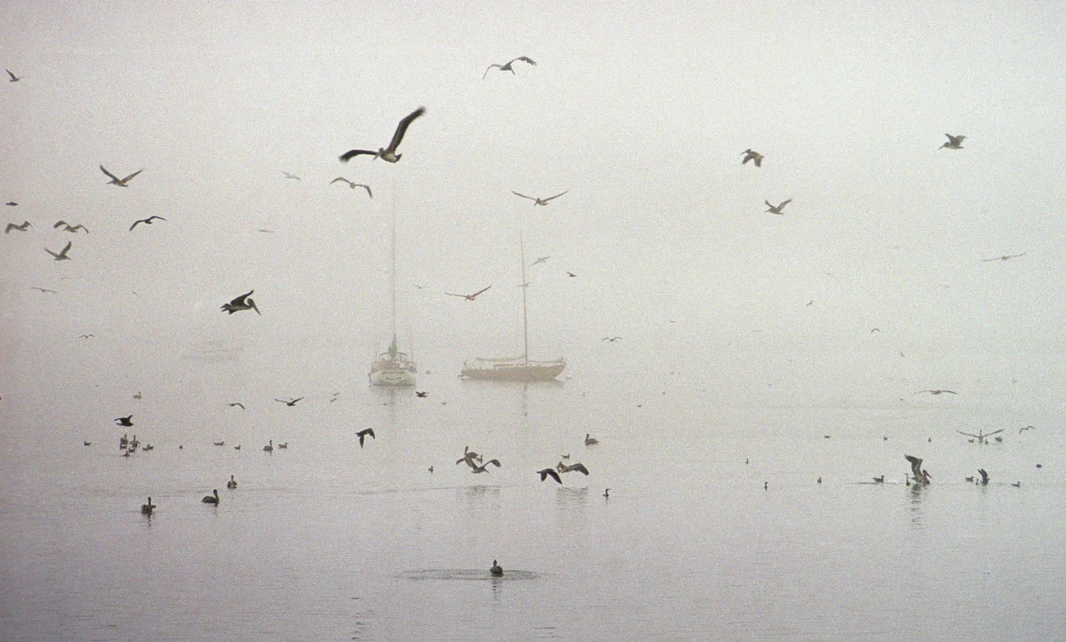 Harbor fog