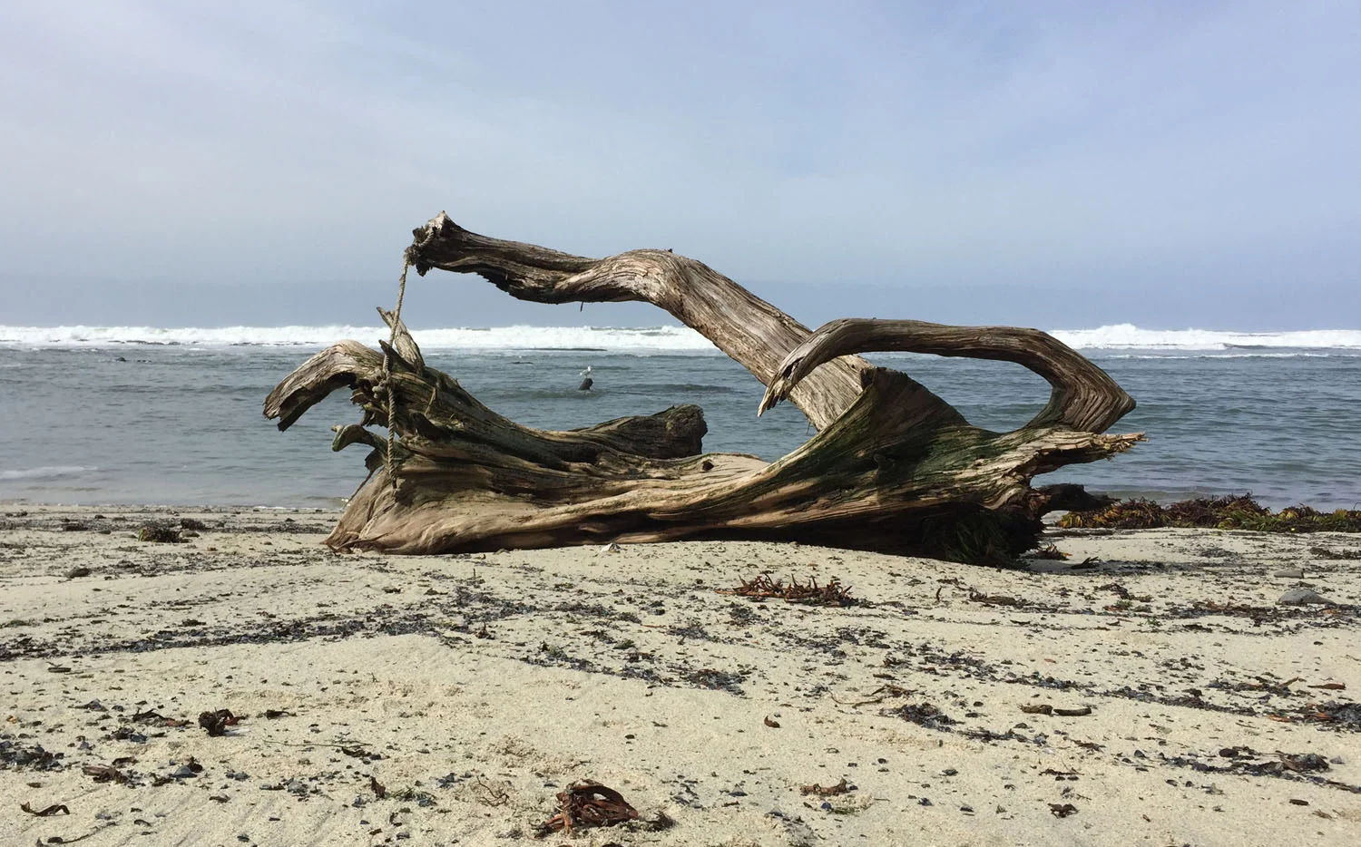 large driftwood at Seal Cove