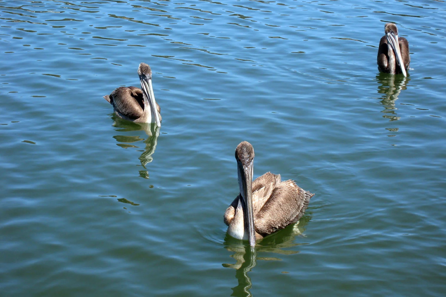 Pelicans at the harbor