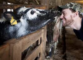 cow kiss.jpg