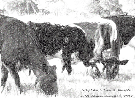 bwcows.jpg.png