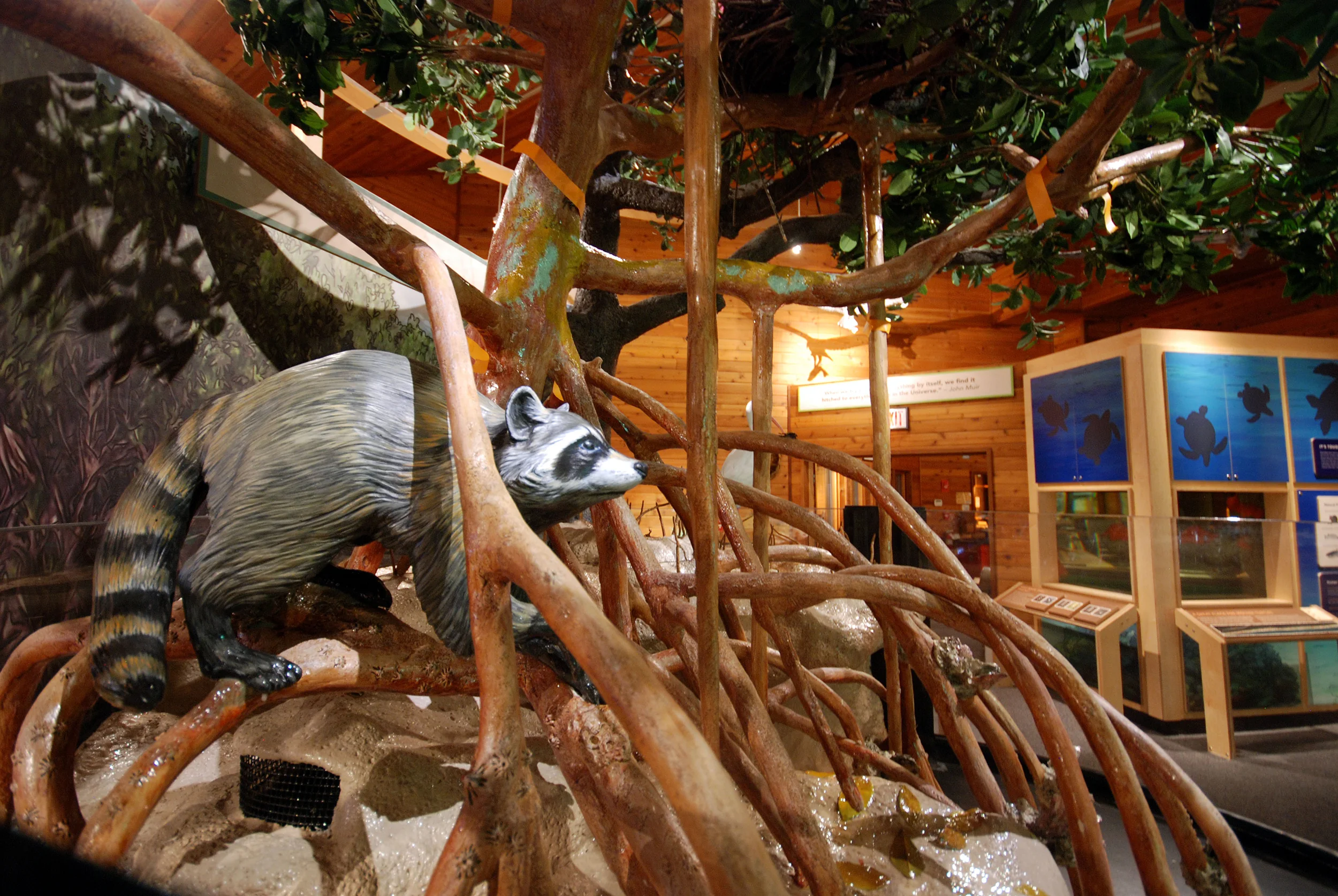 CAU_MacArthurPark_RacoonMangroveSculpt_web_053118.jpg