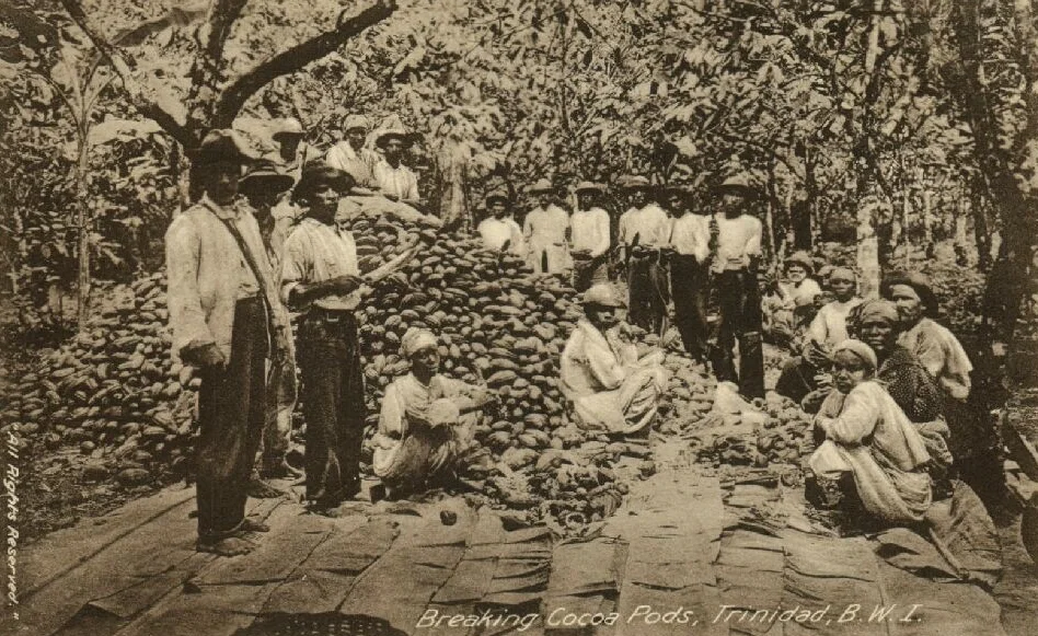 The Cocoa estate