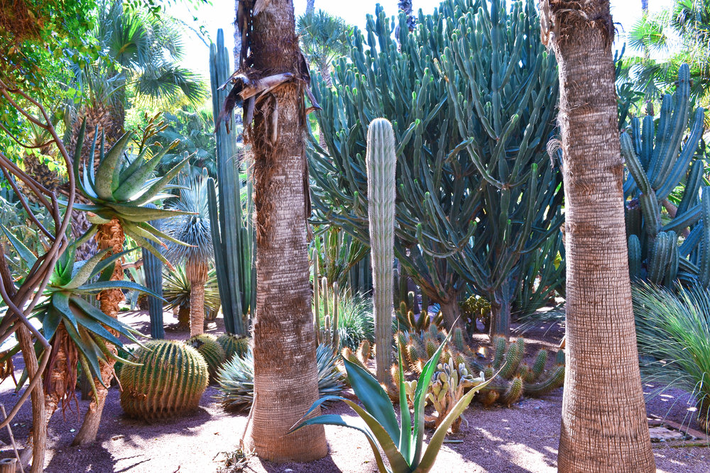 majorelle garden cacti